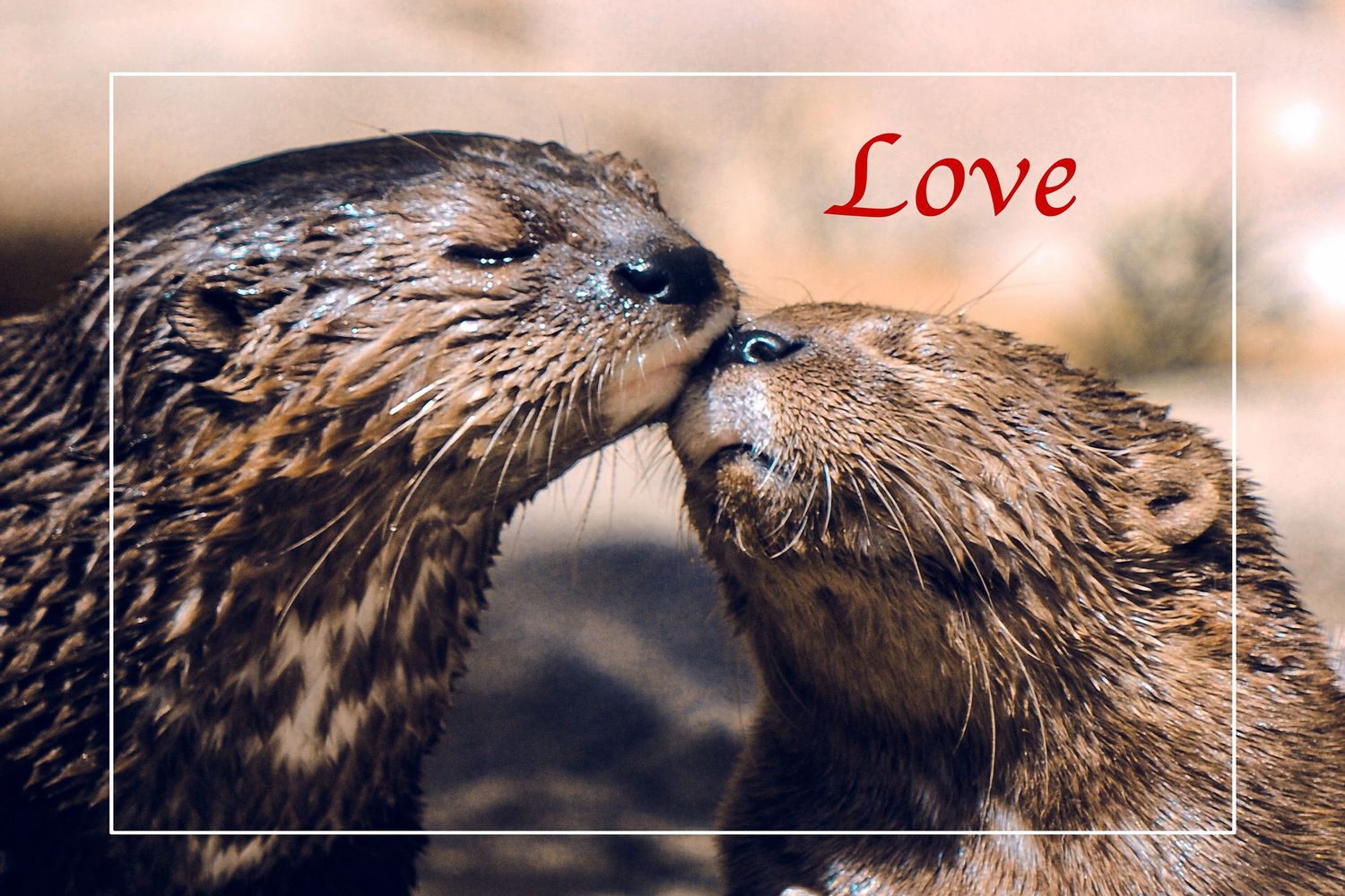 Two adorable otters touching noses in an affectionate kiss with a red Love text overlay.