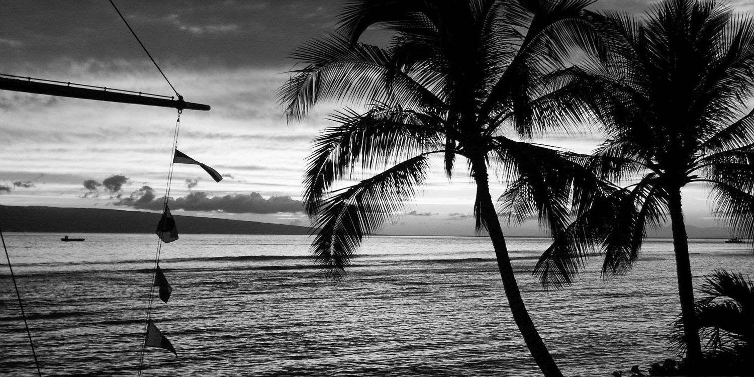 Black and white panoramic photo of a serene tropical beach sunset with palm tree silhouettes.