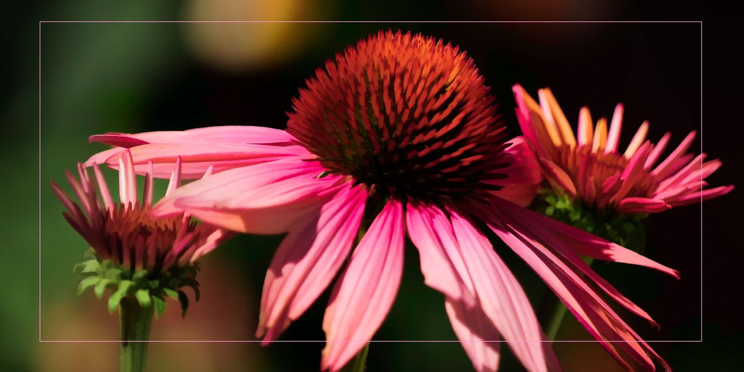 Beautiful pink coneflowers with dark centers blooming in a garden with a soft green background.