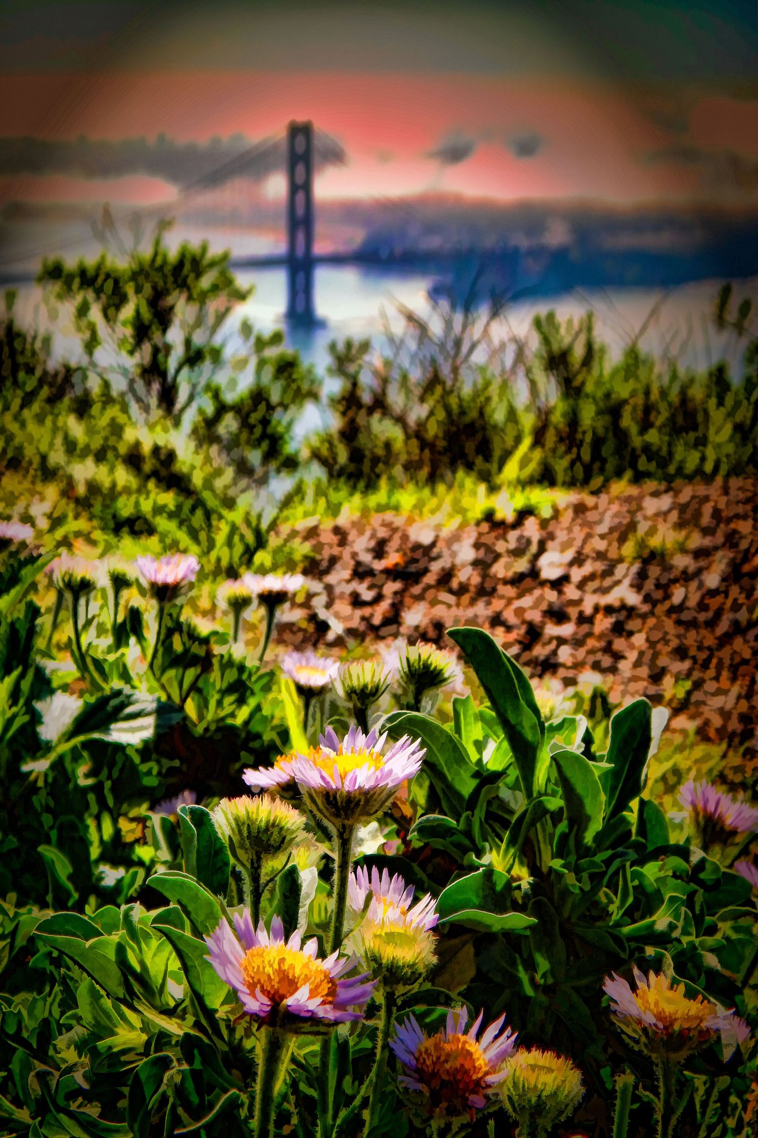 Colorful wildflowers in the foreground with the Golden Gate Bridge visible through misty fog at sunset, San Francisco, California.