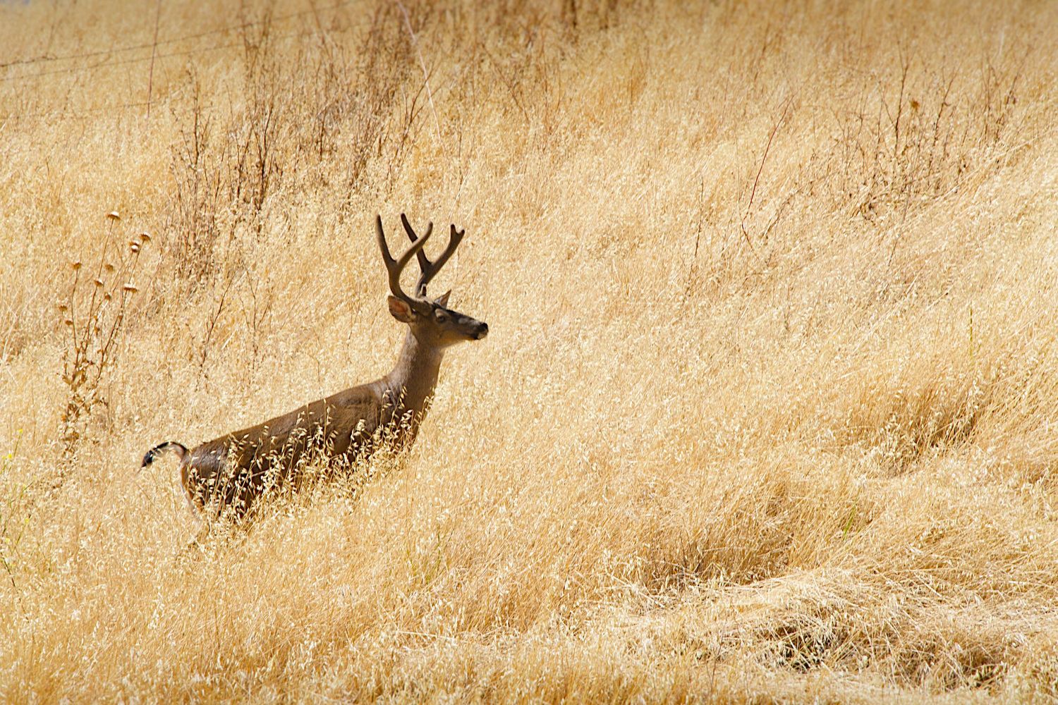 A male white-tailed deer with antlers stands alert in tall golden dry grass in the wild.