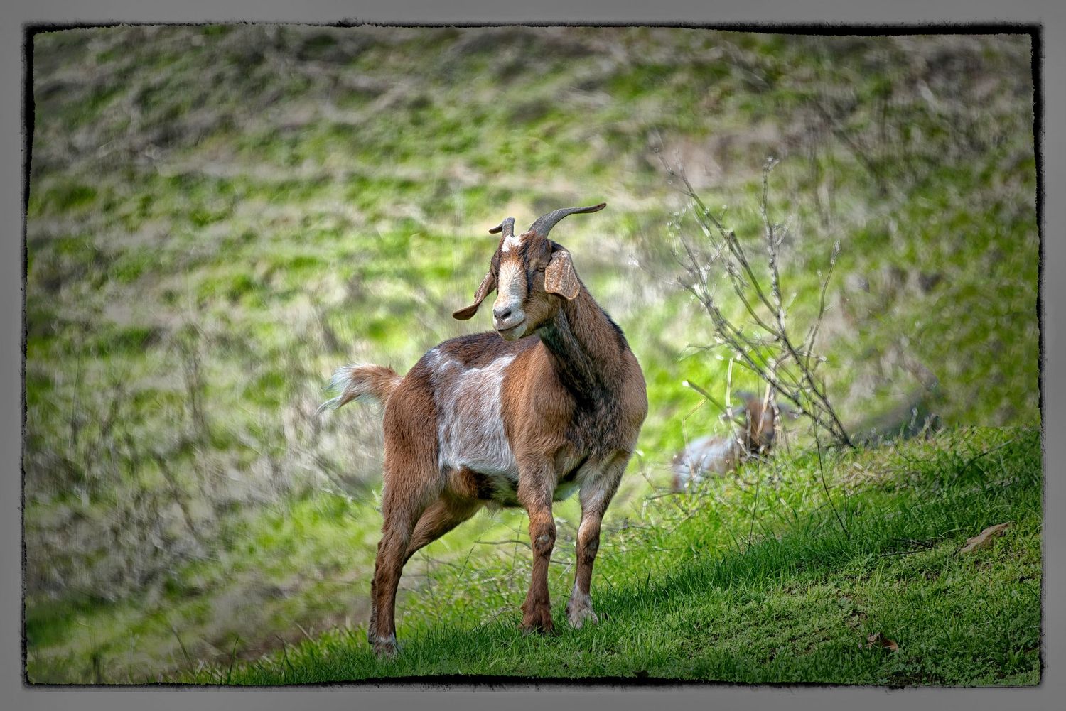 A brown and tan goat with horns stands on a lush green grassy hillside in nature.