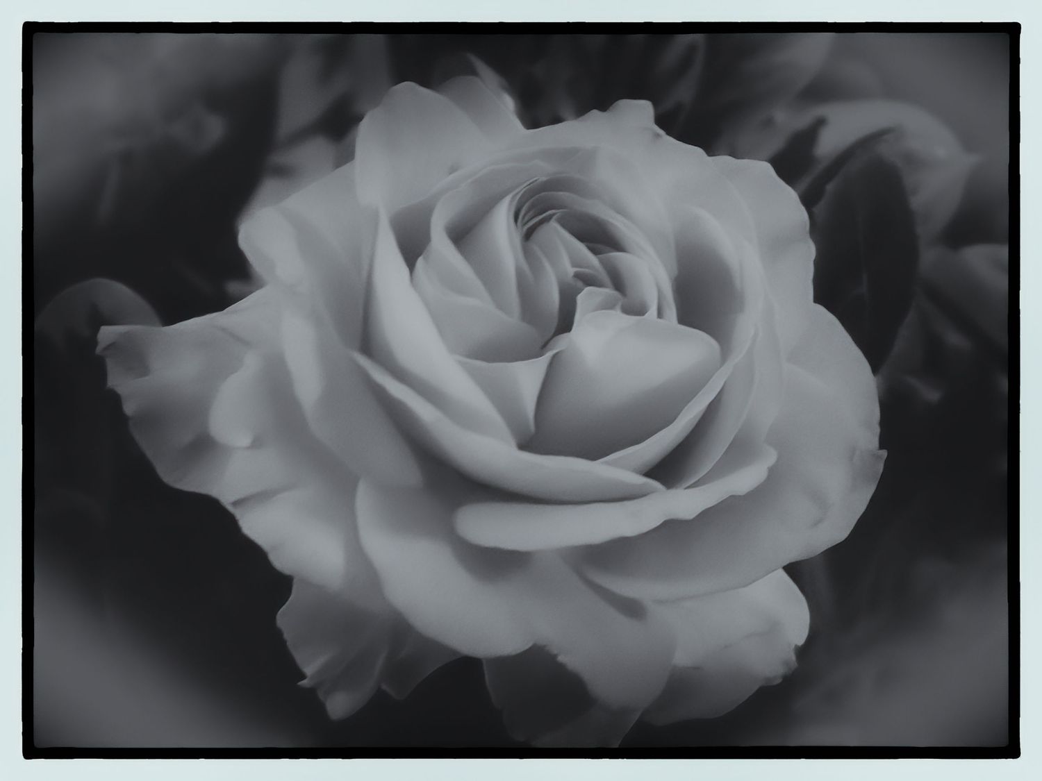 Close-up black and white photograph of a blooming rose with delicate layered petals.