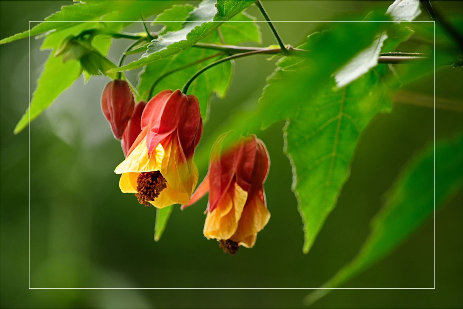 Vibrant red and yellow Abutilon flowering maple blossoms hanging gracefully among lush green leaves.