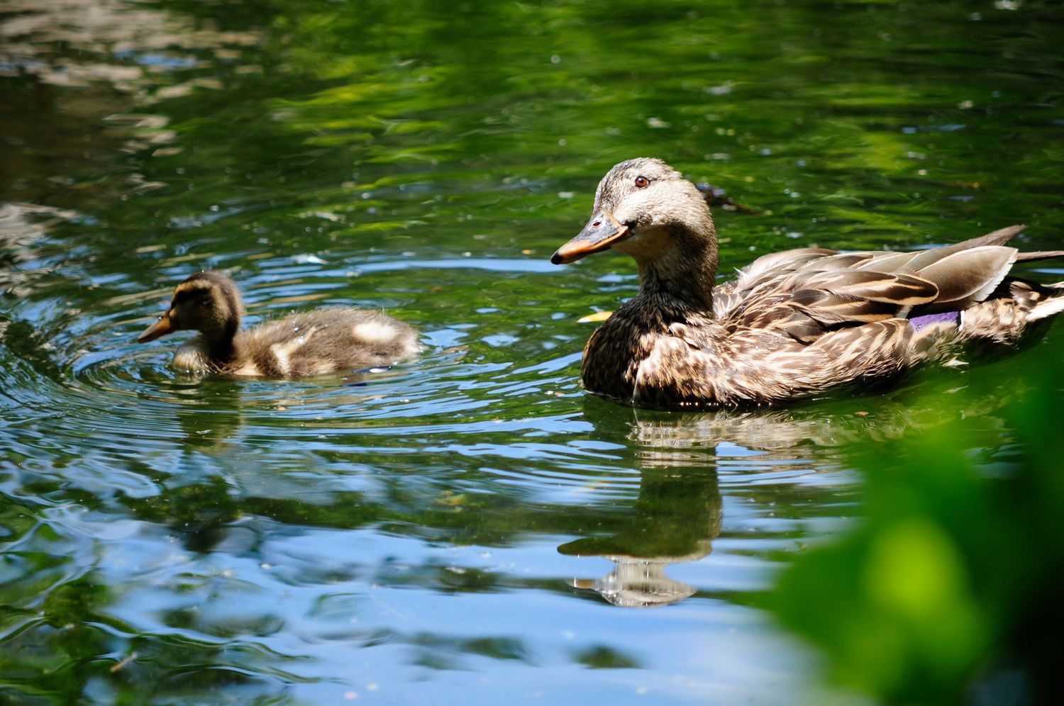 A mother mallard duck swimming with her adorable duckling in a calm green pond.