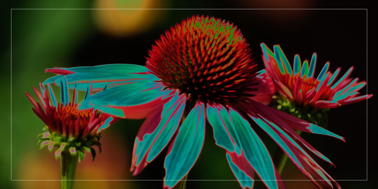 Vibrant digitally enhanced echinacea flowers with striking teal and red petals against a dark bokeh background.