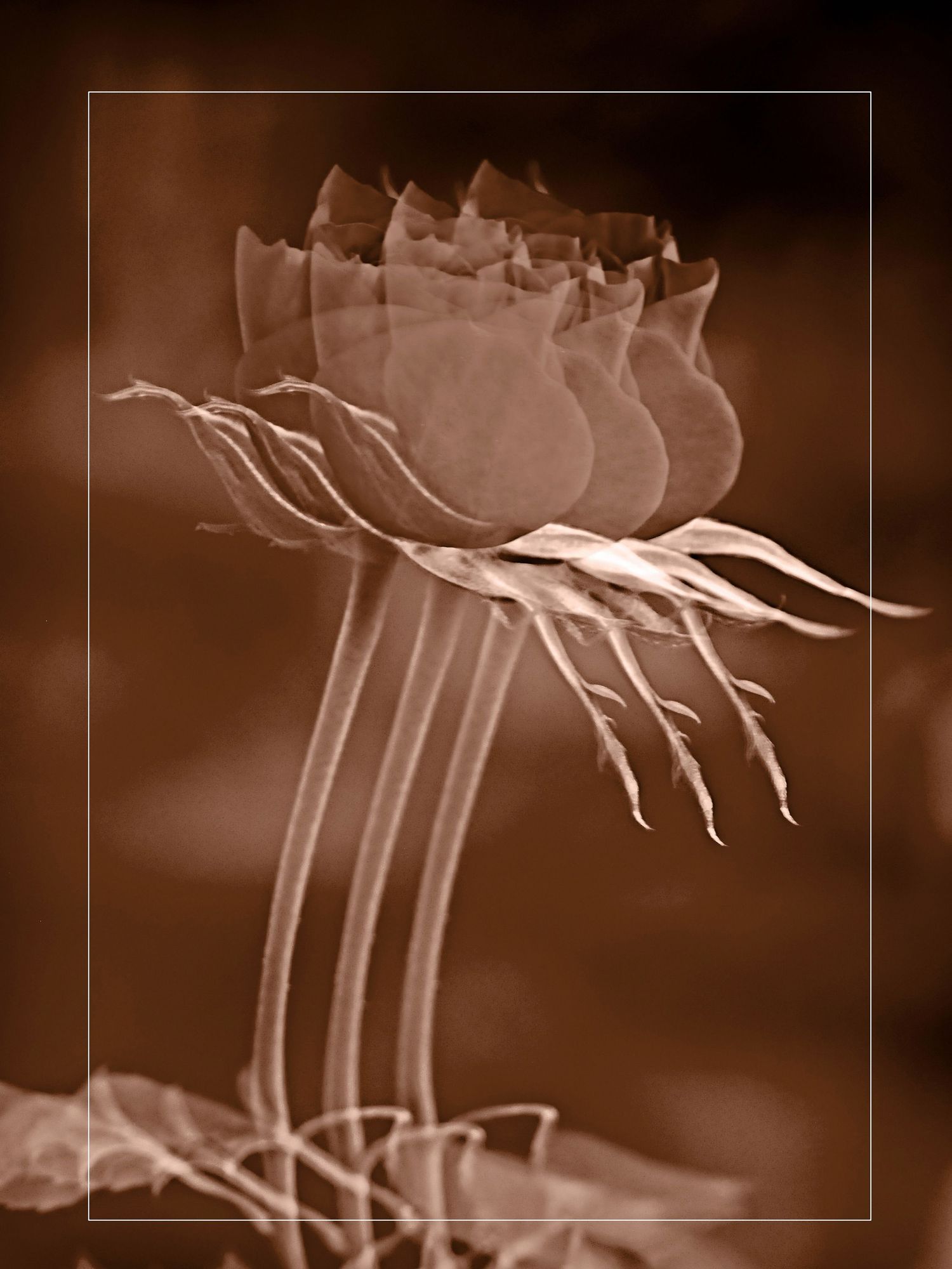 Sepia-toned multiple exposure of rose buds on long stems creating a dreamlike, artistic floral composition.