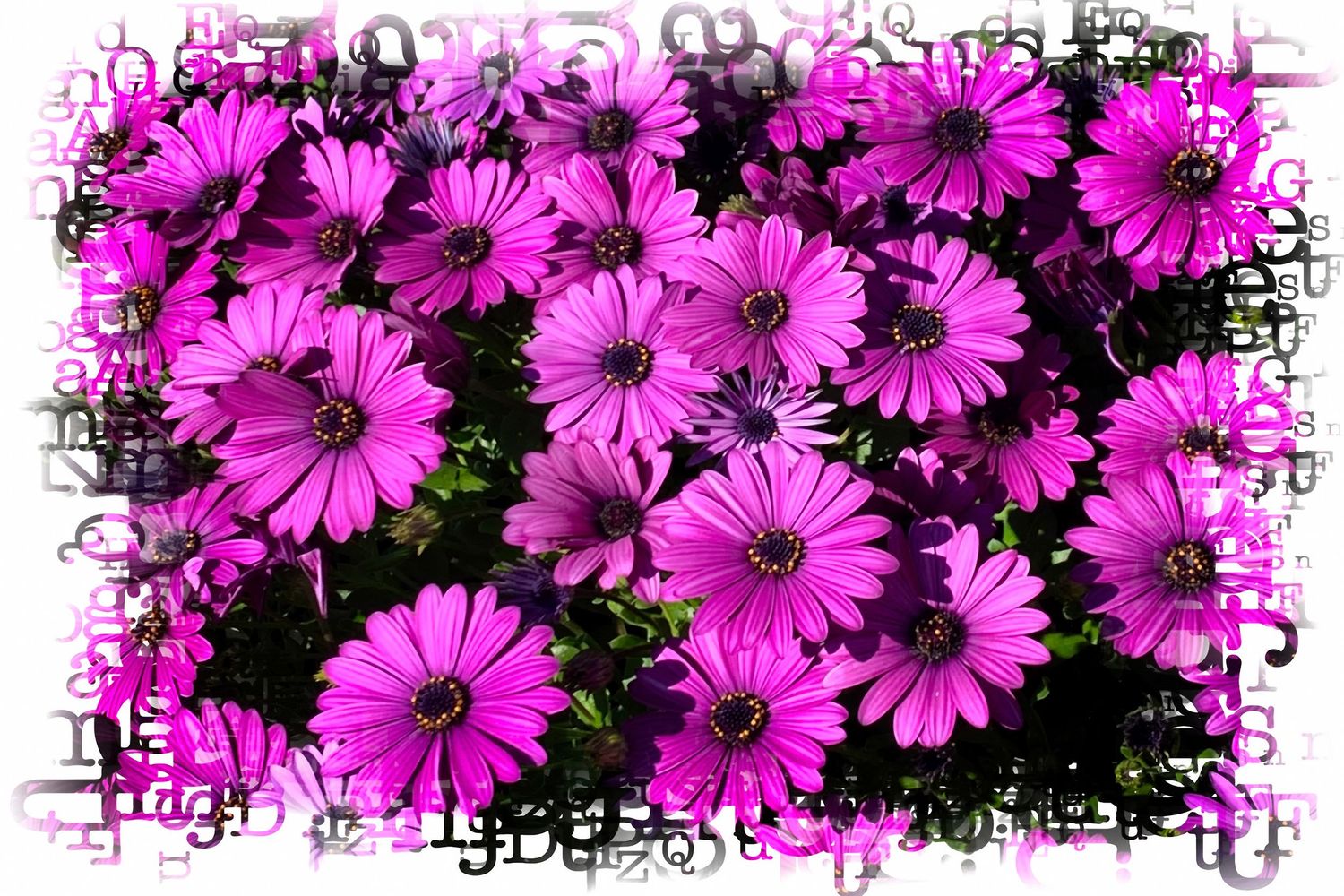 A vibrant cluster of bright pink African daisy flowers with decorative artistic border overlay.