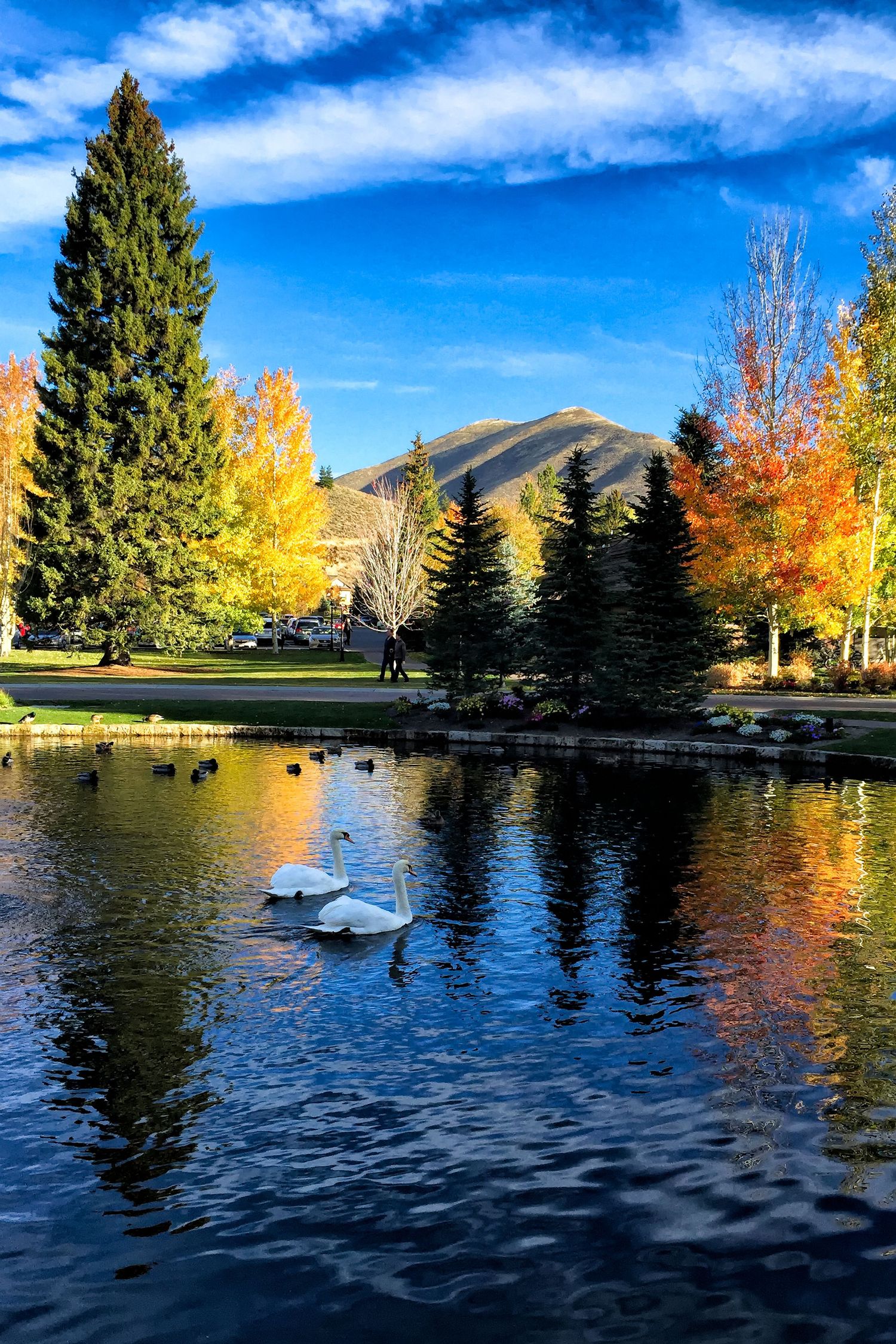 Two white swans on a reflective pond surrounded by vibrant autumn trees and mountains, Utah, USA.