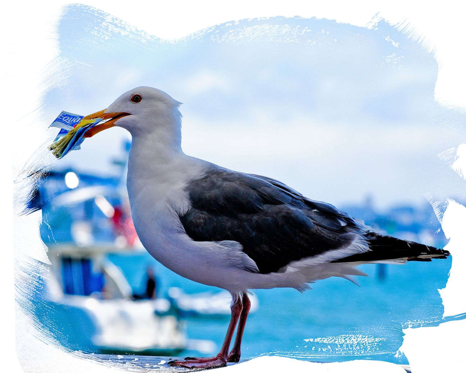 A seagull stands by the ocean holding packaged sugar that it stole in its beak with boats and blue water in the background.