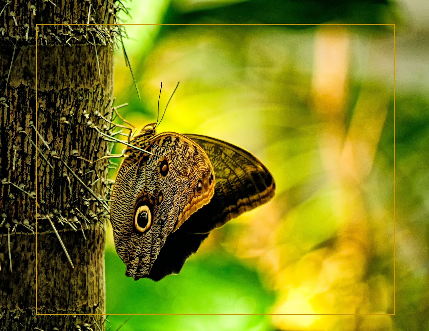 A brown owl butterfly with eye-spot markings resting on a textured tree trunk in golden light.