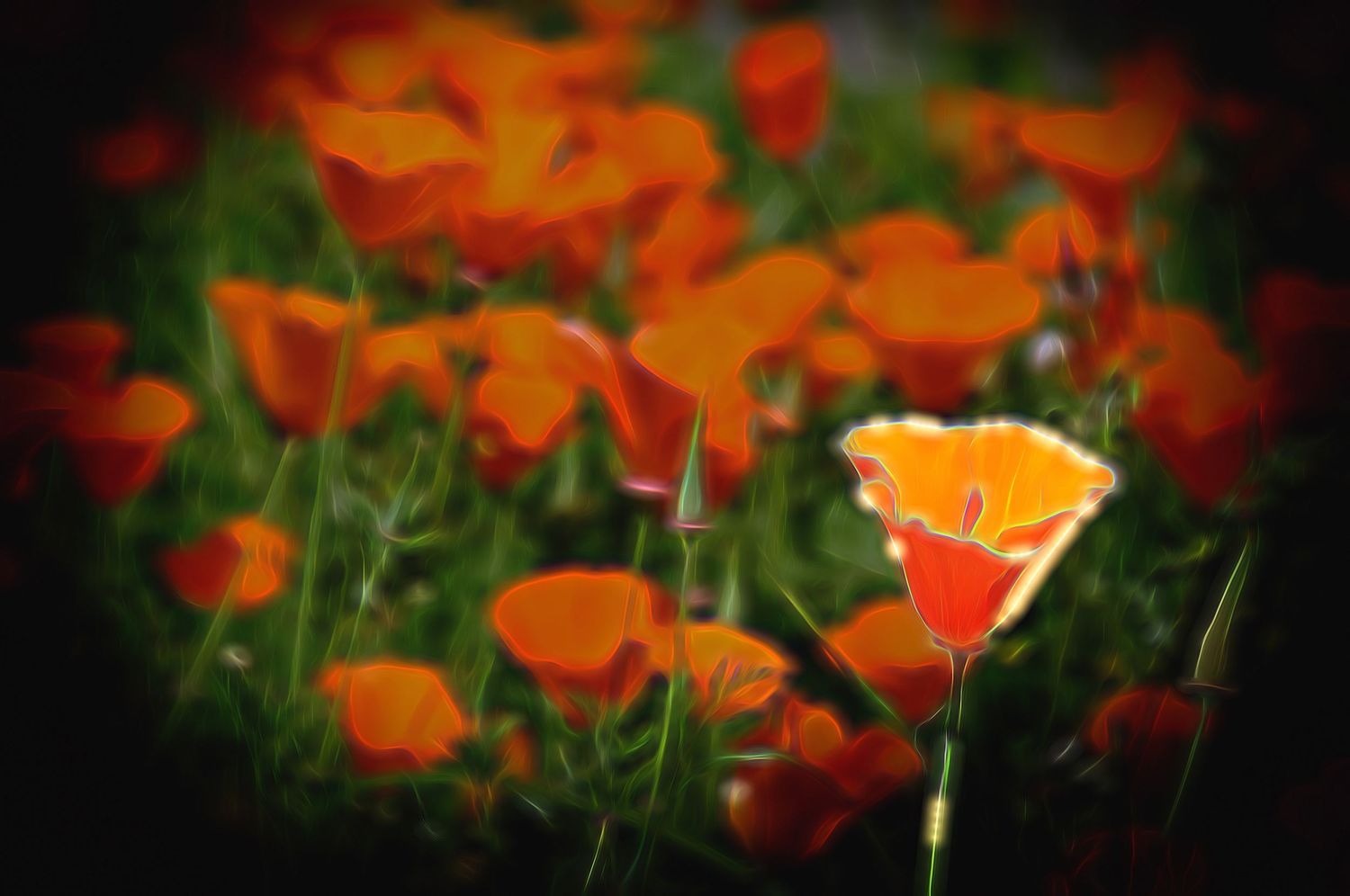 Vibrant orange California poppies blooming in a field with a glowing flower in sharp focus against a lush green background.