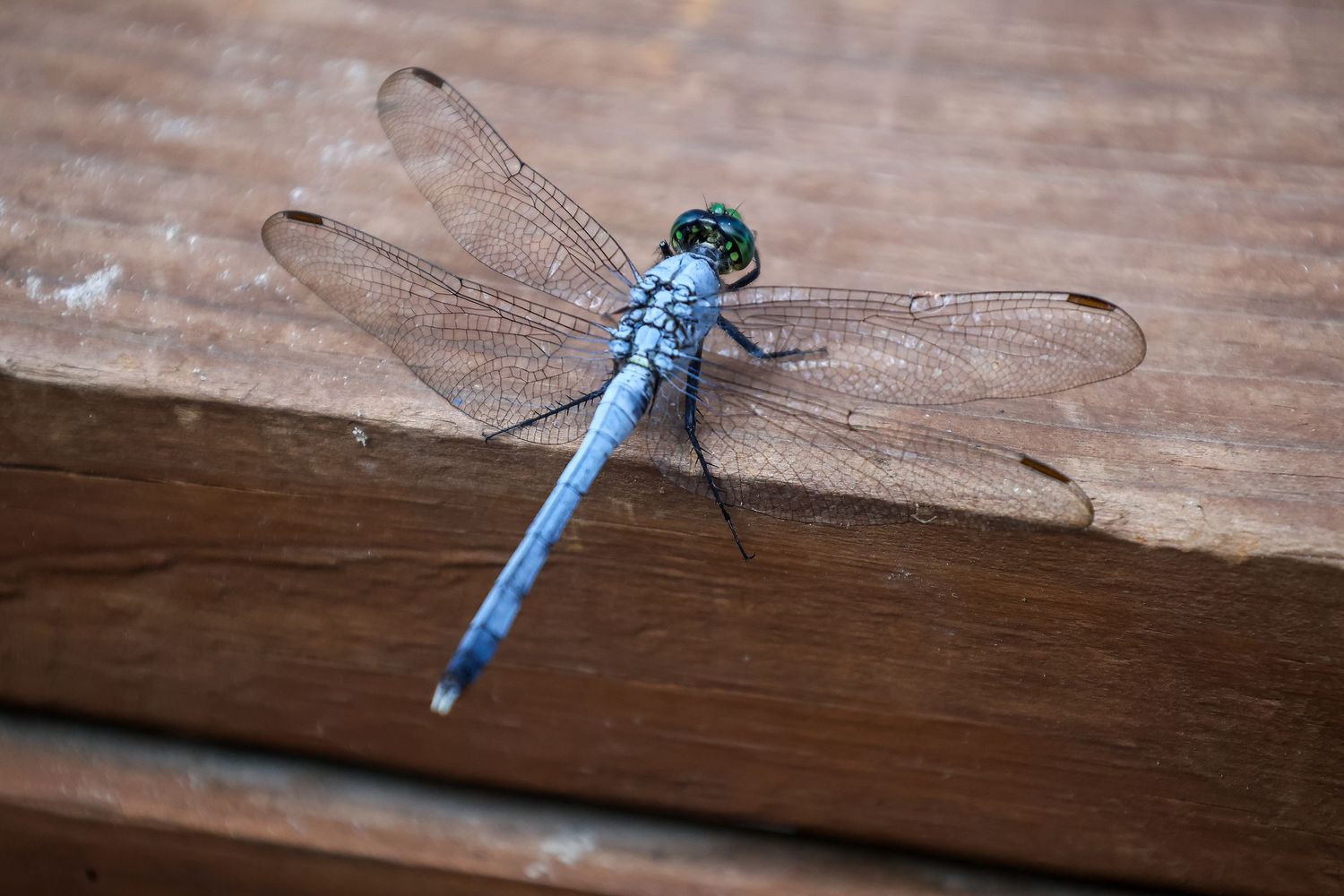 Dragonfly