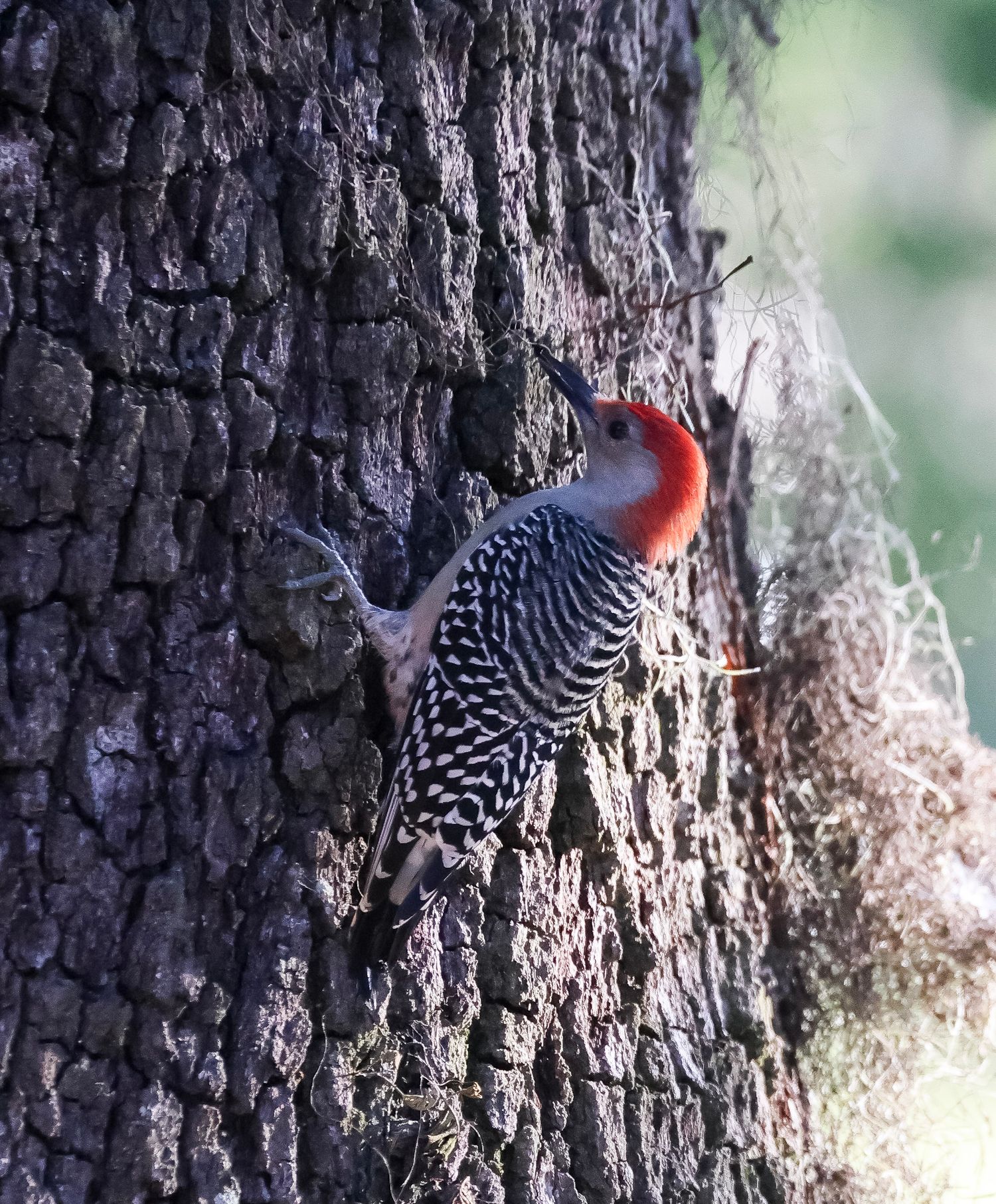 woodpecker
