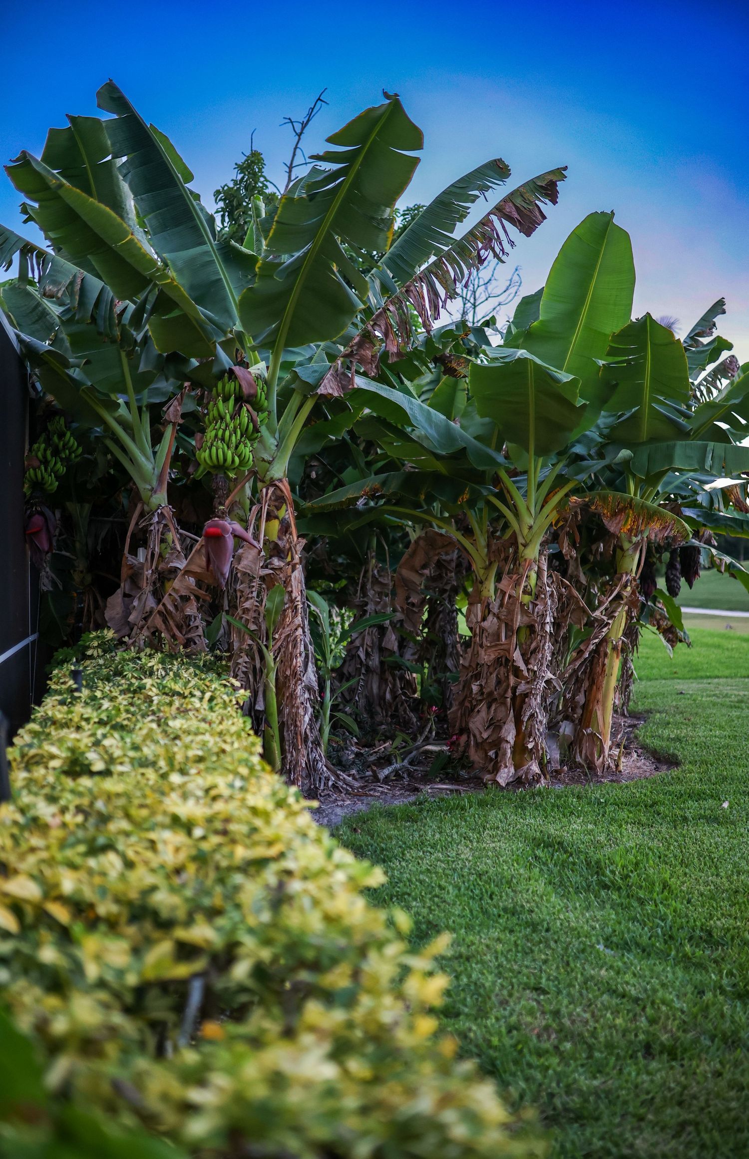 Florida vegetation