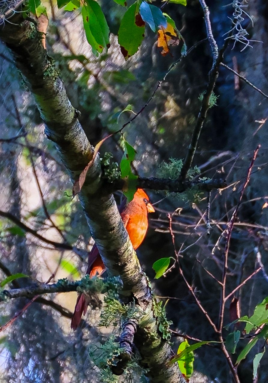 cardinal