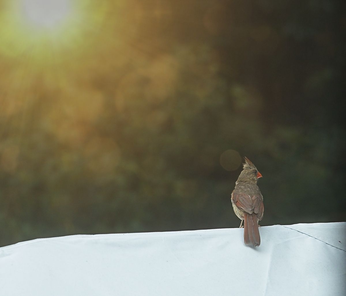 bird