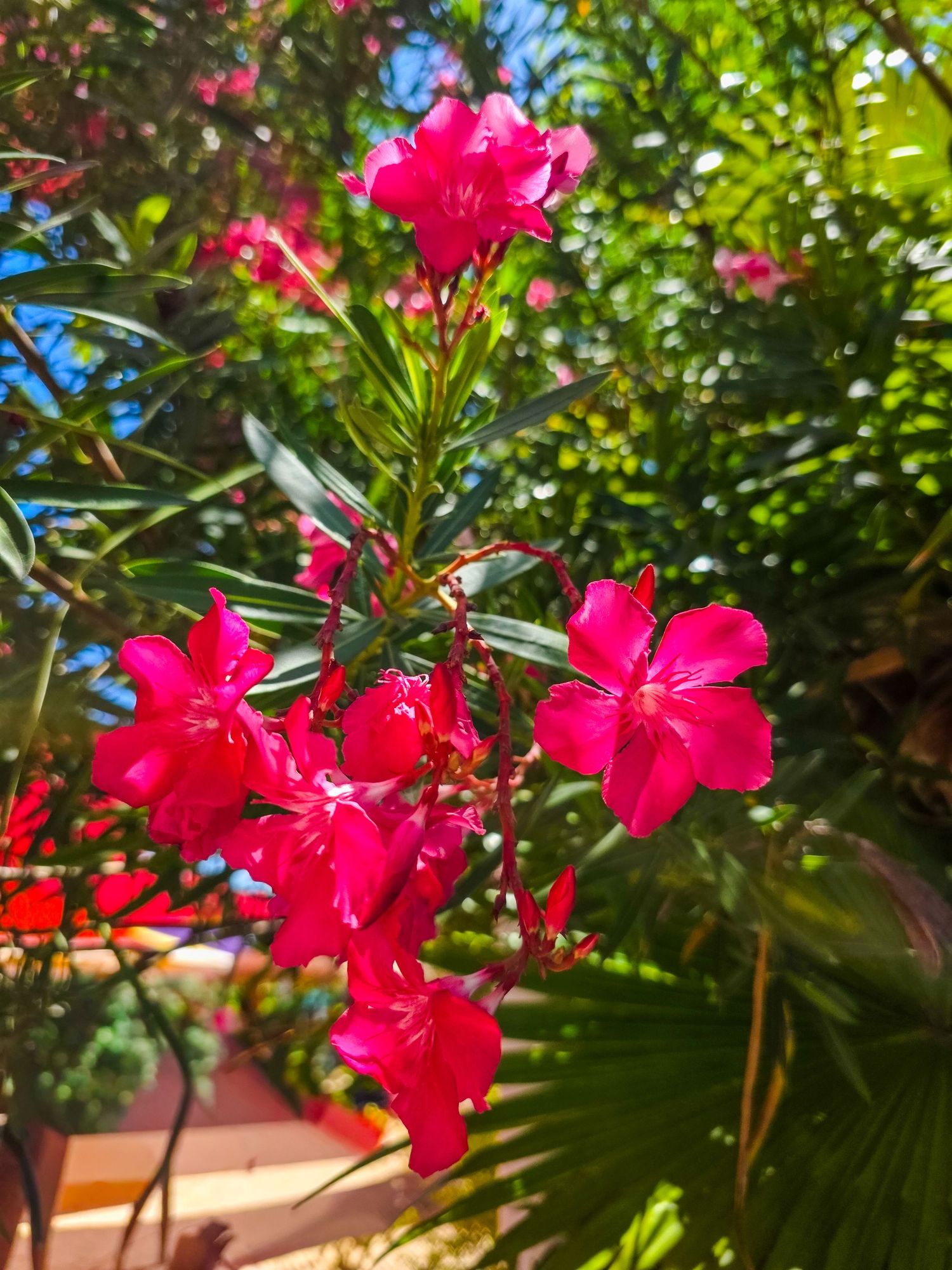 Pink flowers