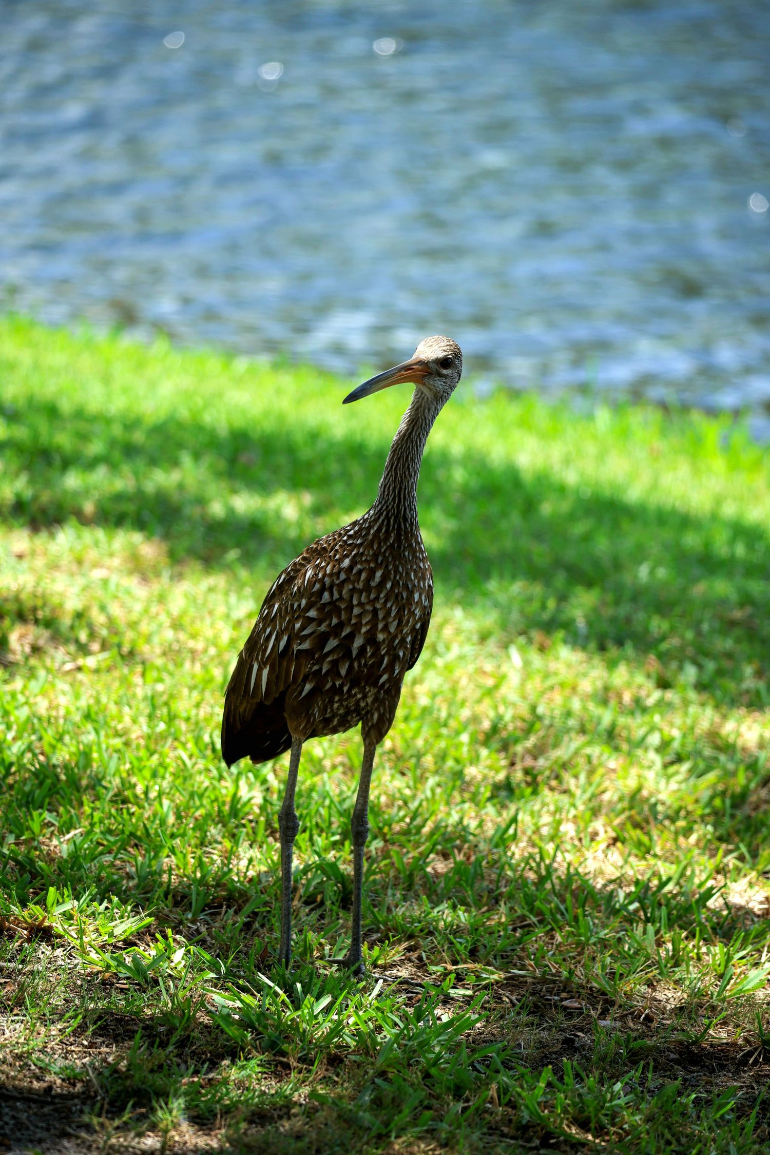 Florida wildlife
