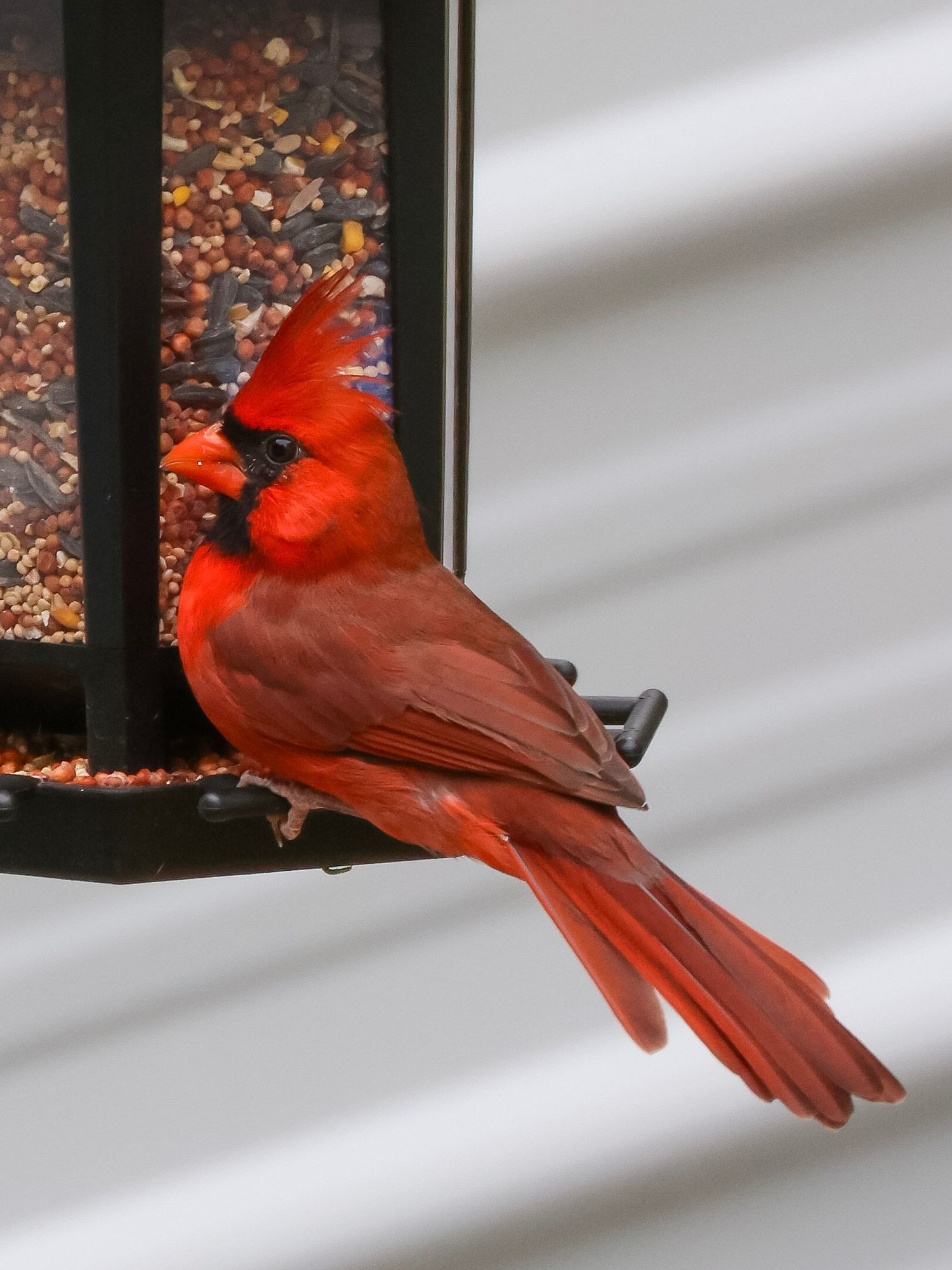 cardinal on bird feeder