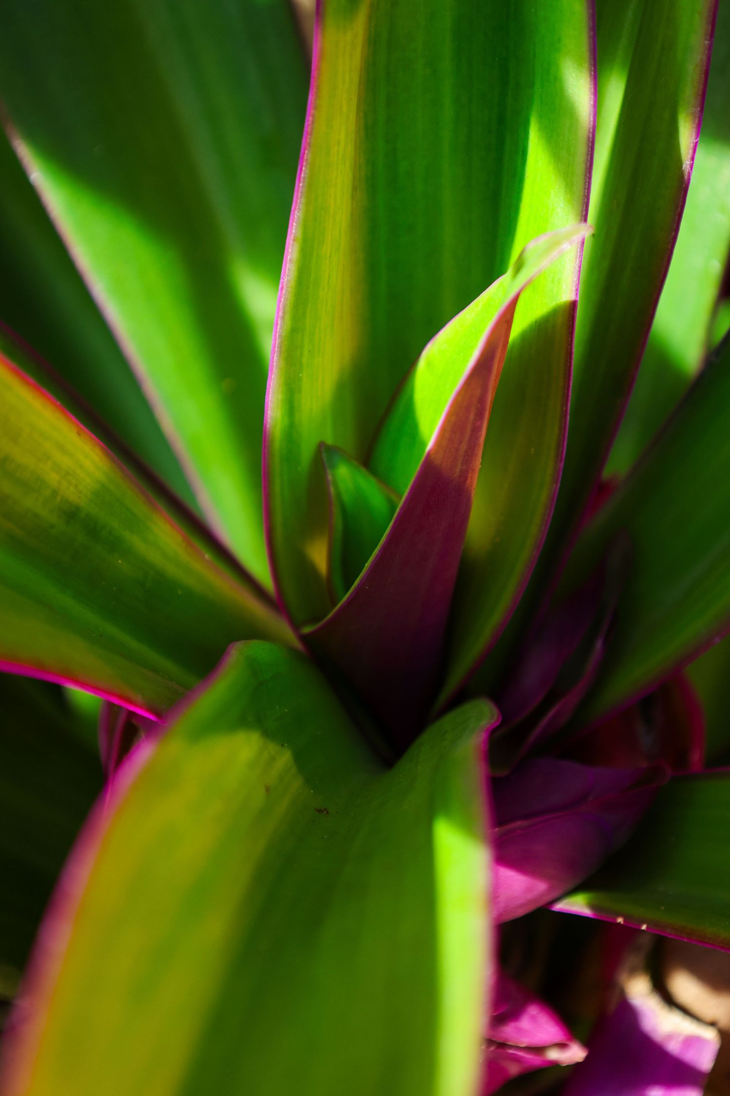 Florida vegetation