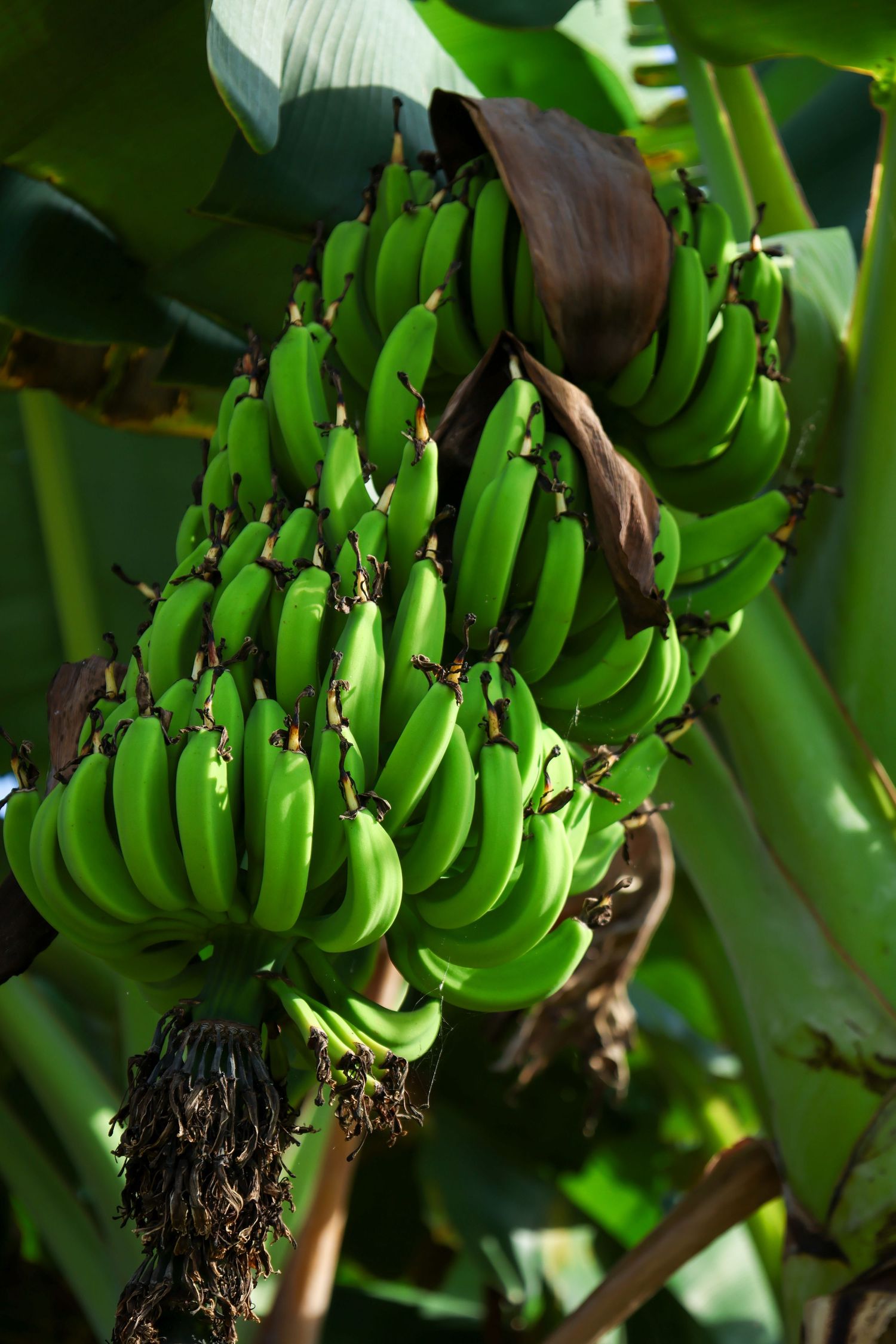 bananas