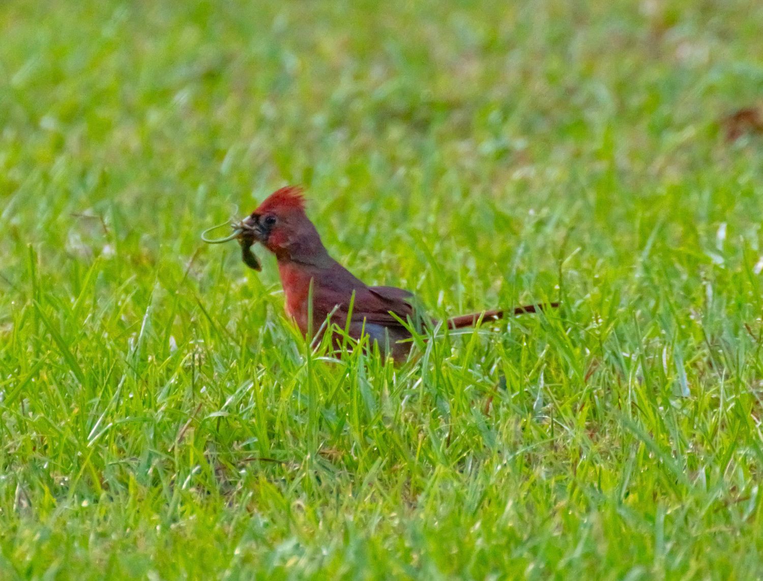 cardinal with lizard