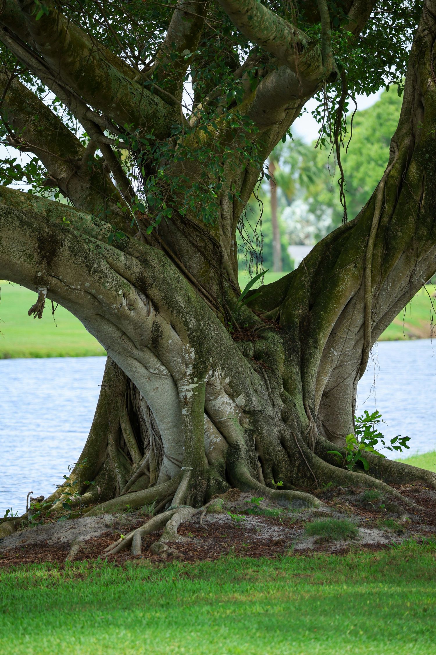 Florida vegetation