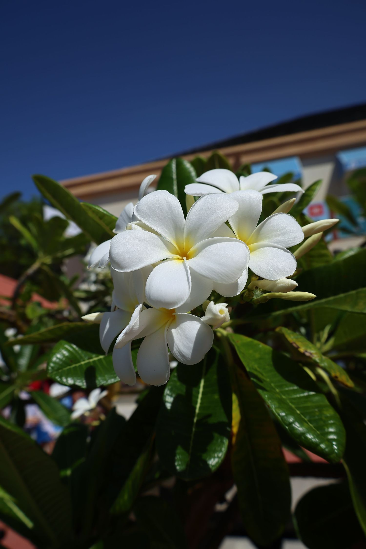 white flower