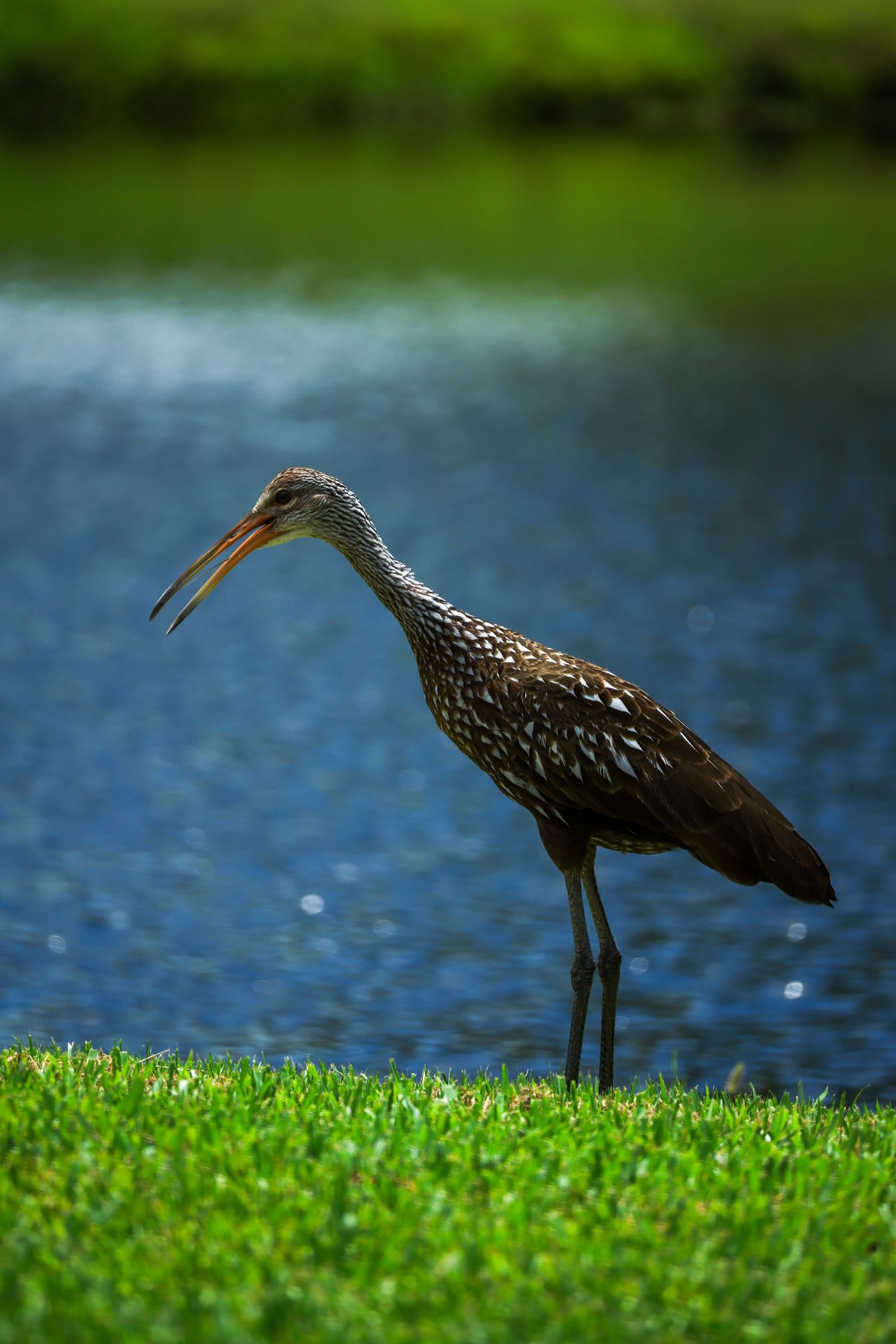 Florida wildlife