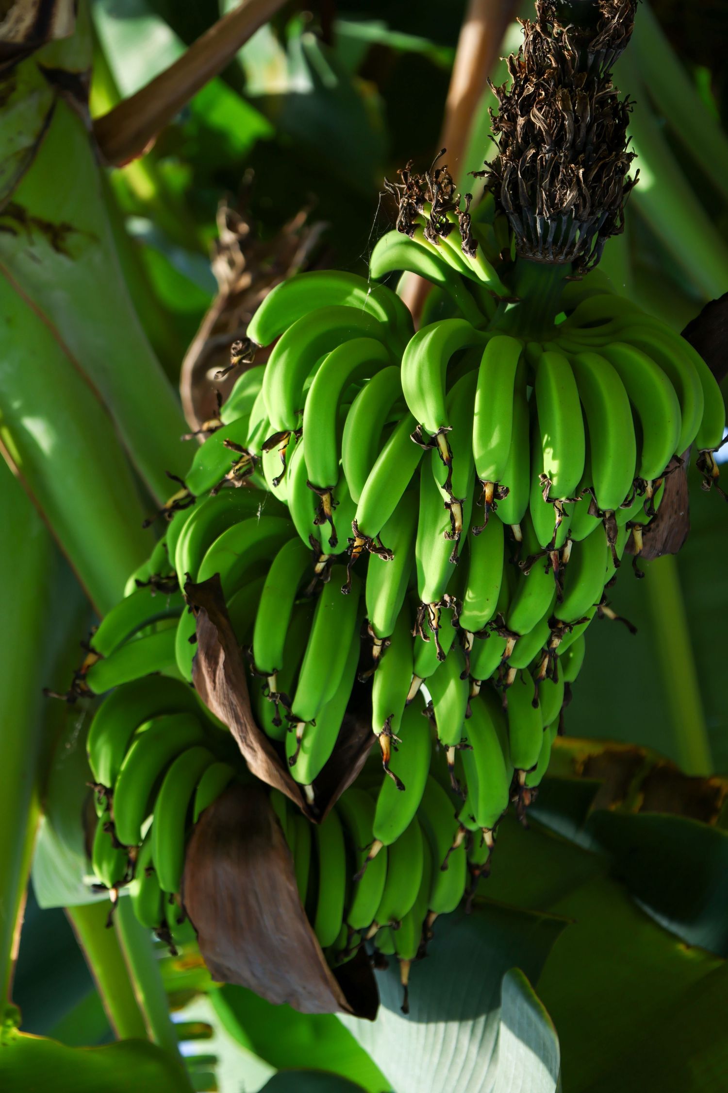 Bananas
