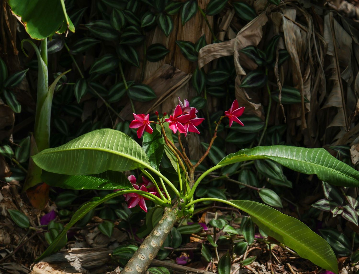 Florida vegetation