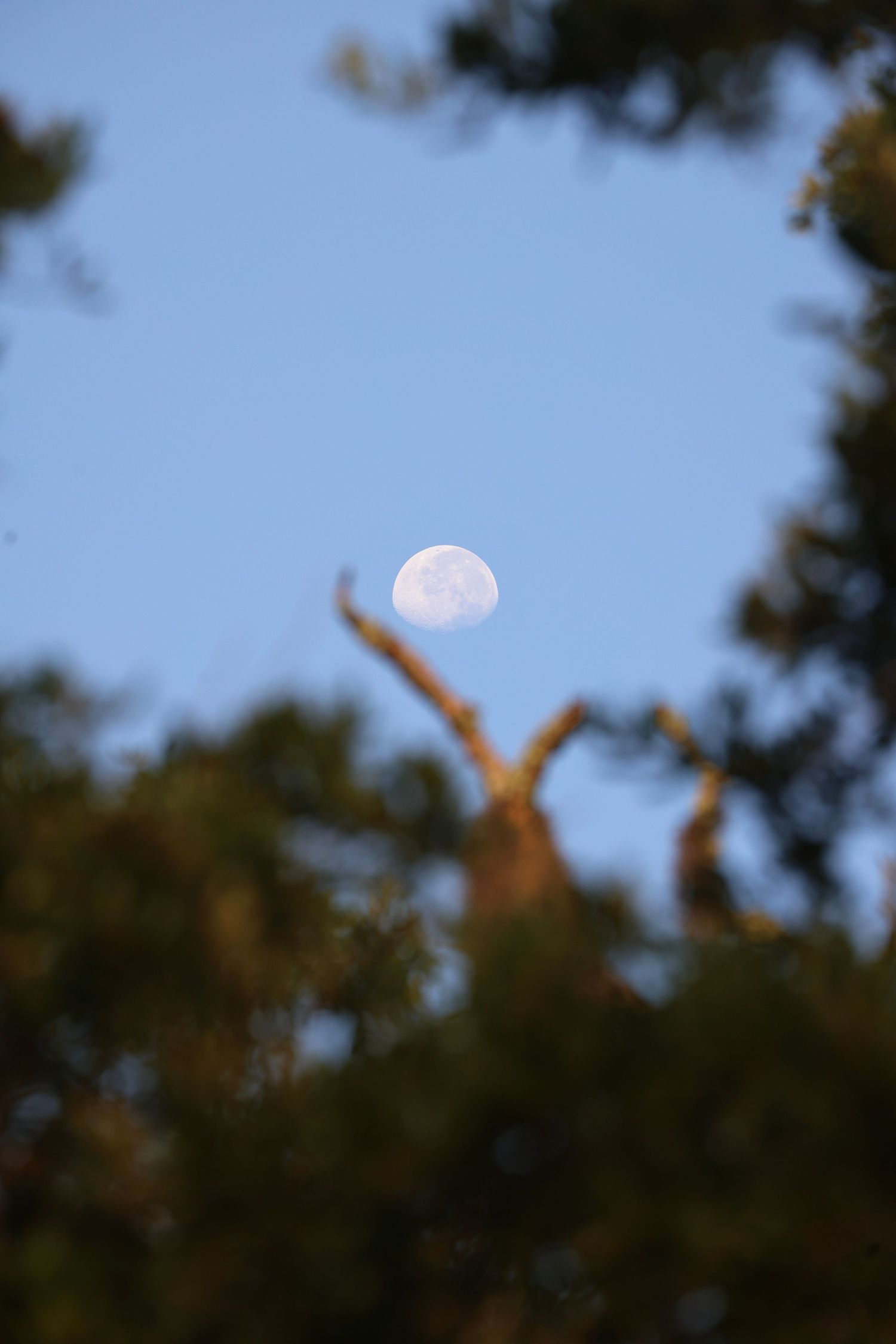 moon above tree