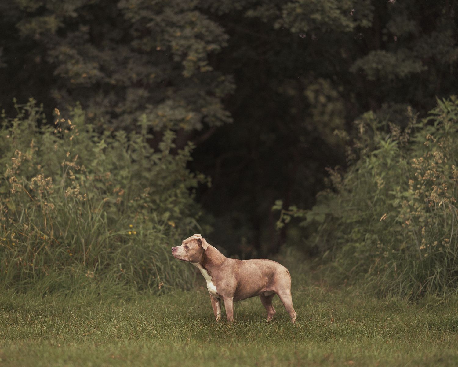 A small tan Pit Bull puppy stands attentively on grass before a dense green tree line.