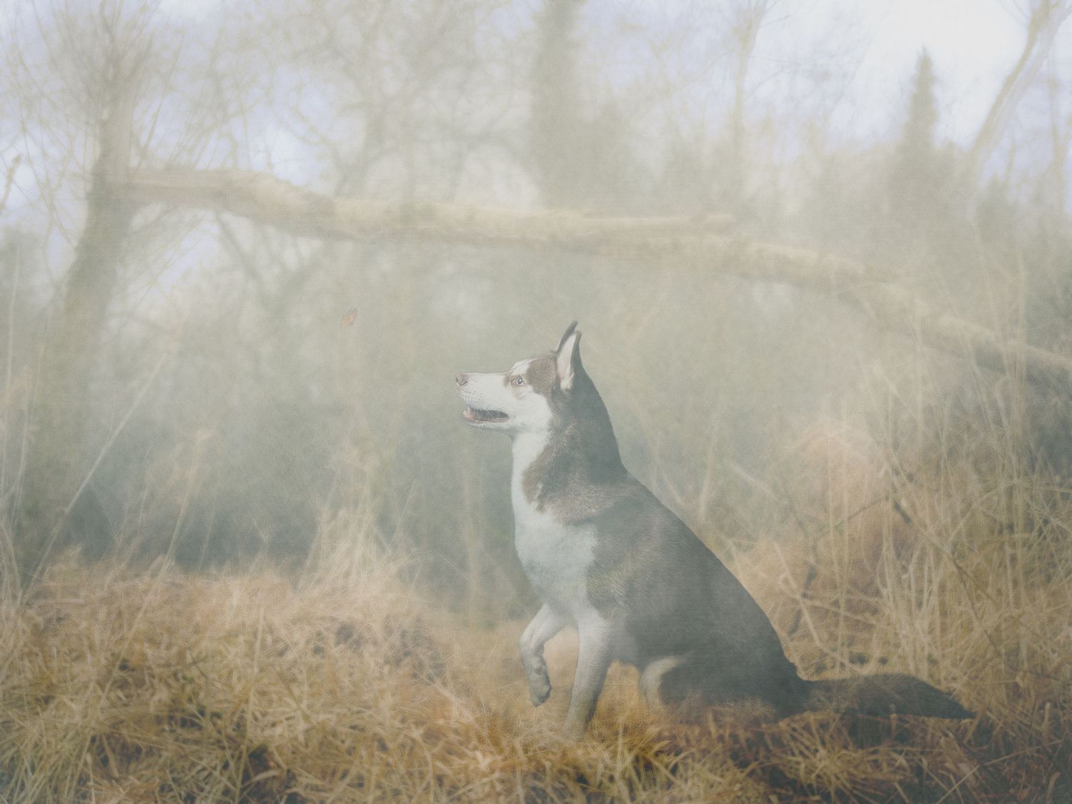 A Siberian Husky sits majestically in misty golden grassland surrounded by bare winter trees.