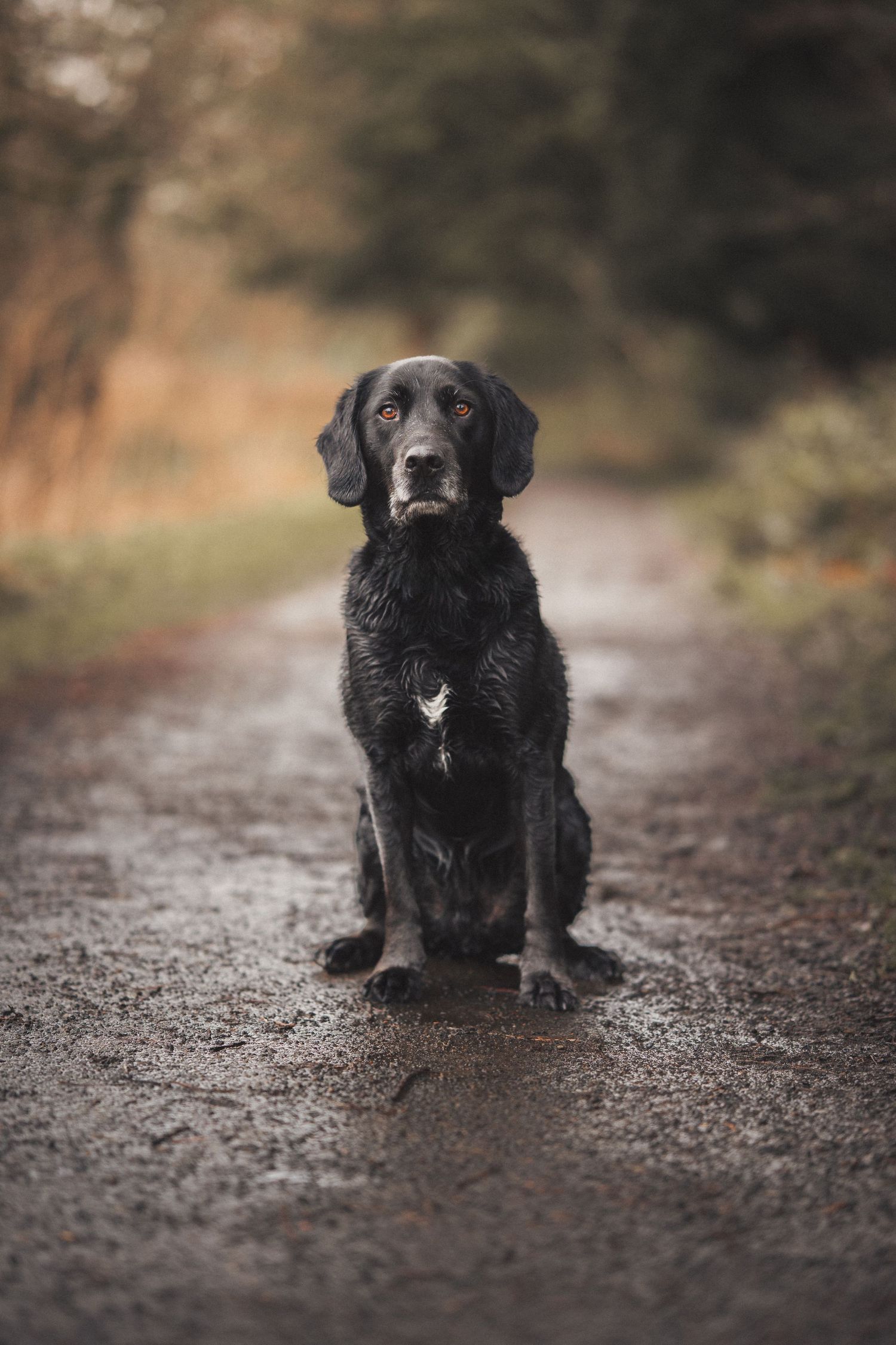 A wet black Flat-Coated Retriever sits on a muddy path looking upward in a woodland setting.