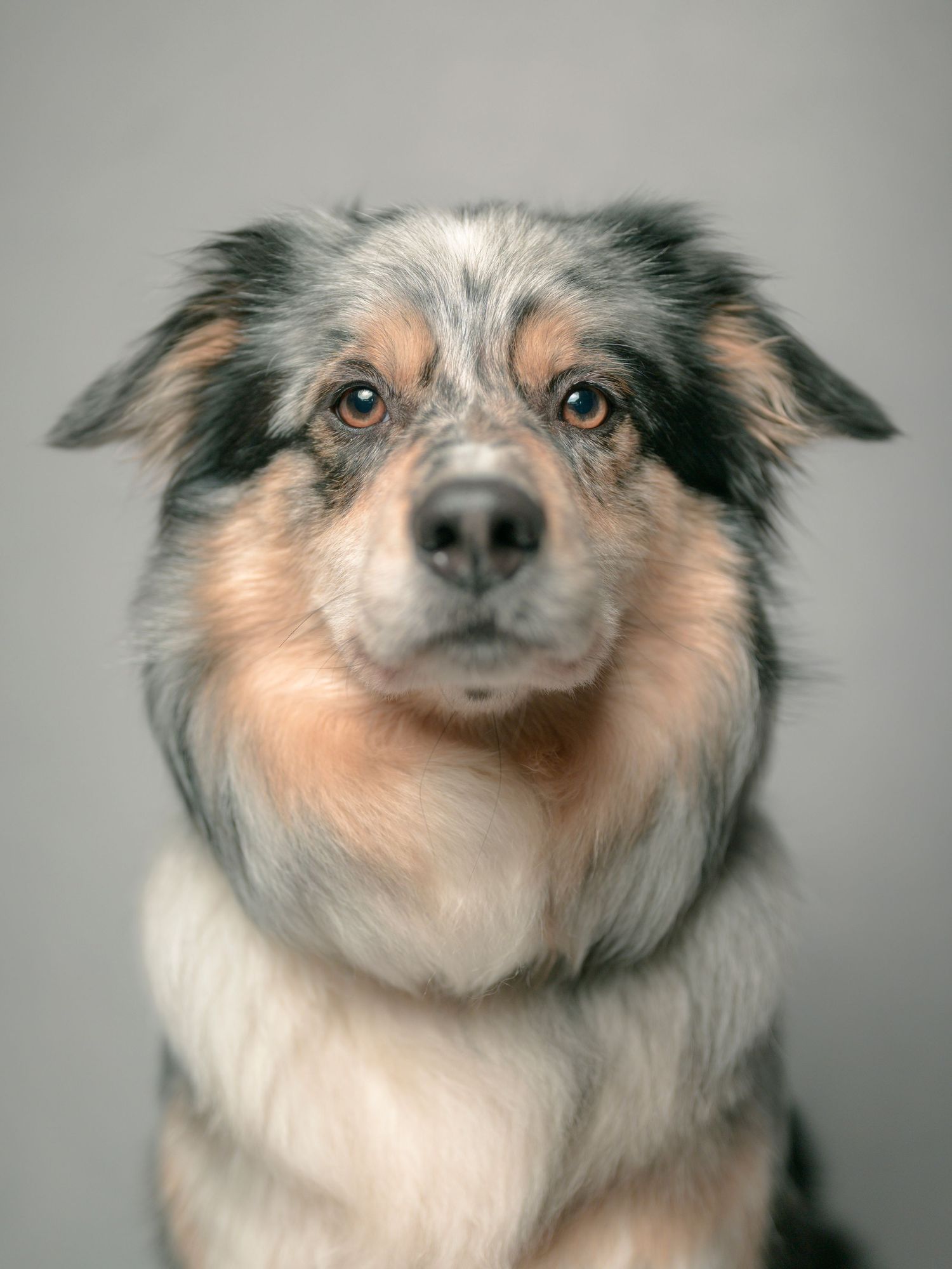 A beautiful Australian Shepherd dog with blue merle coat and amber eyes poses for a studio portrait photo.