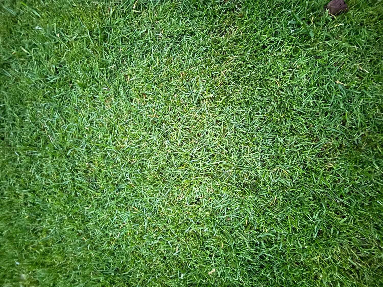 Close-up texture of lush green grass lawn with fine blades, ideal for backgrounds, landscaping, and turf care.
