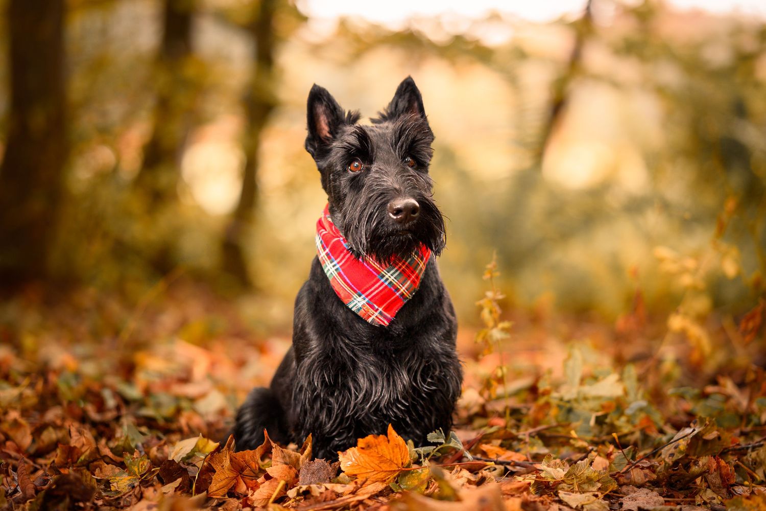A black Scottish Terrier wearing a red plaid bandana sits among colorful autumn fallen leaves outdoors.