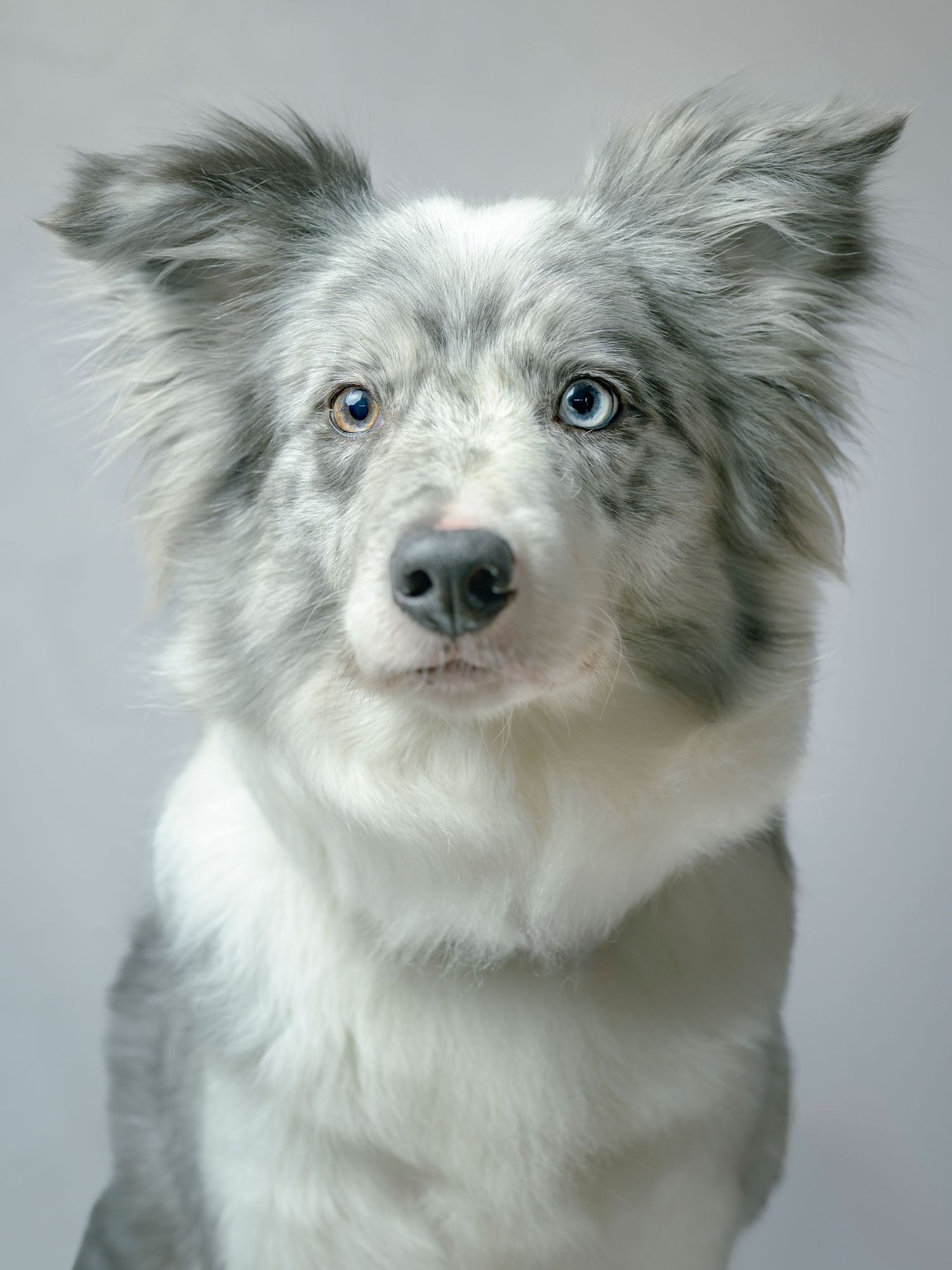 Blue merle Border Collie with striking blue eyes posing for a studio portrait on gray background.