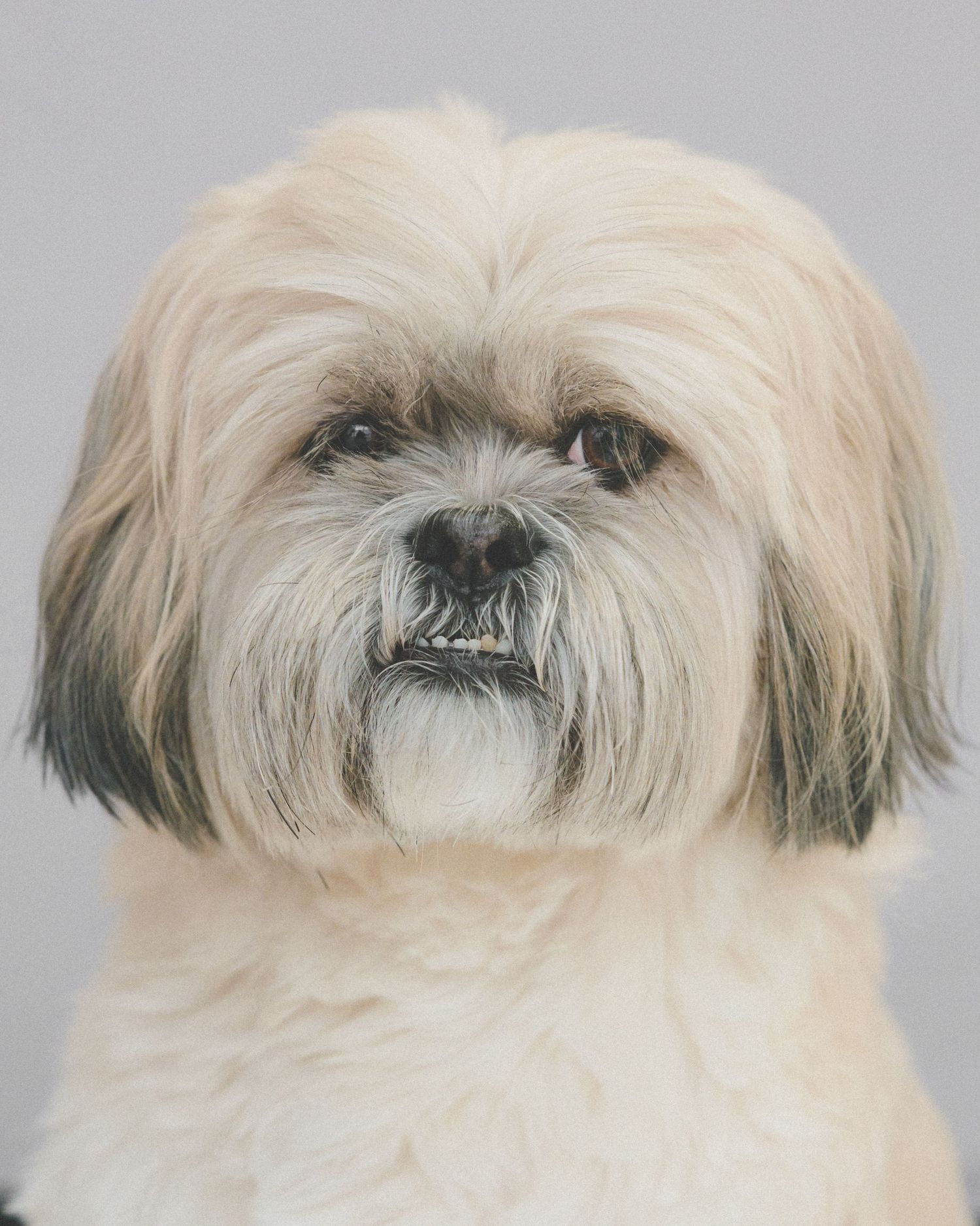 Fluffy white Shih Tzu dog with gray highlights posing for a close-up portrait on gray background.