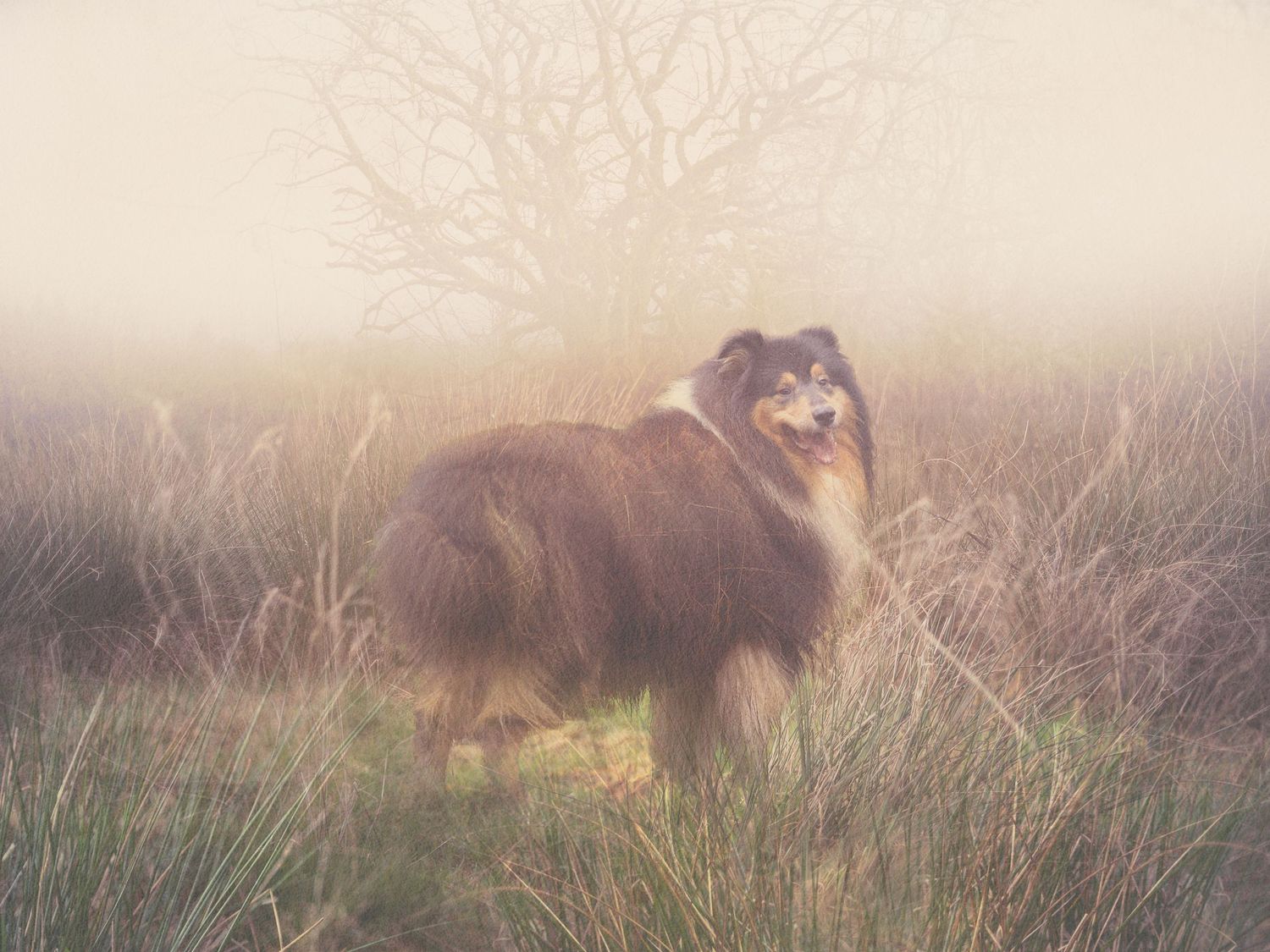 A fluffy Rough Collie dog stands in misty golden grassland with bare trees in the foggy background.
