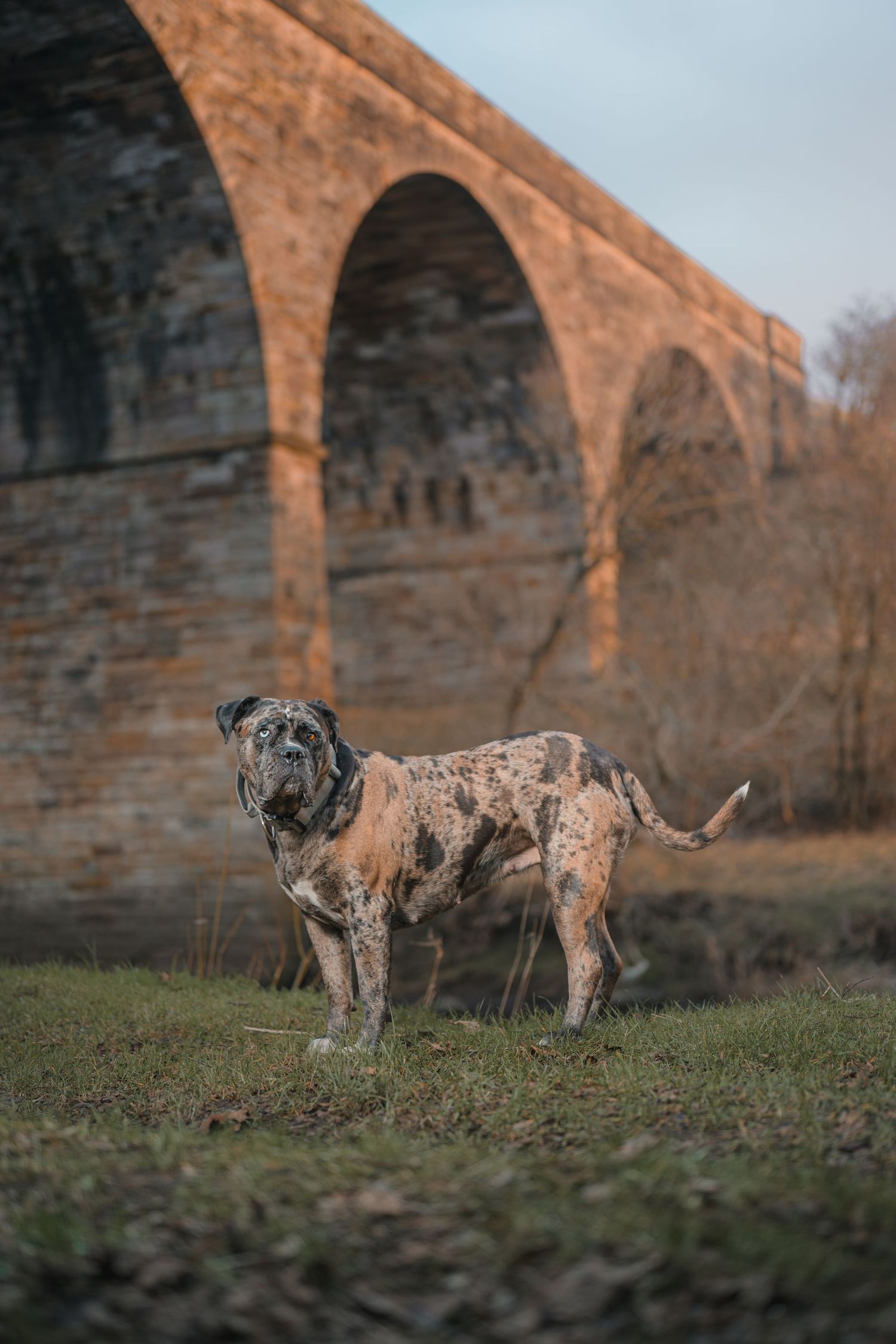 A spotted Catahoula Leopard Dog stands on grass before a large stone arched bridge at dusk.