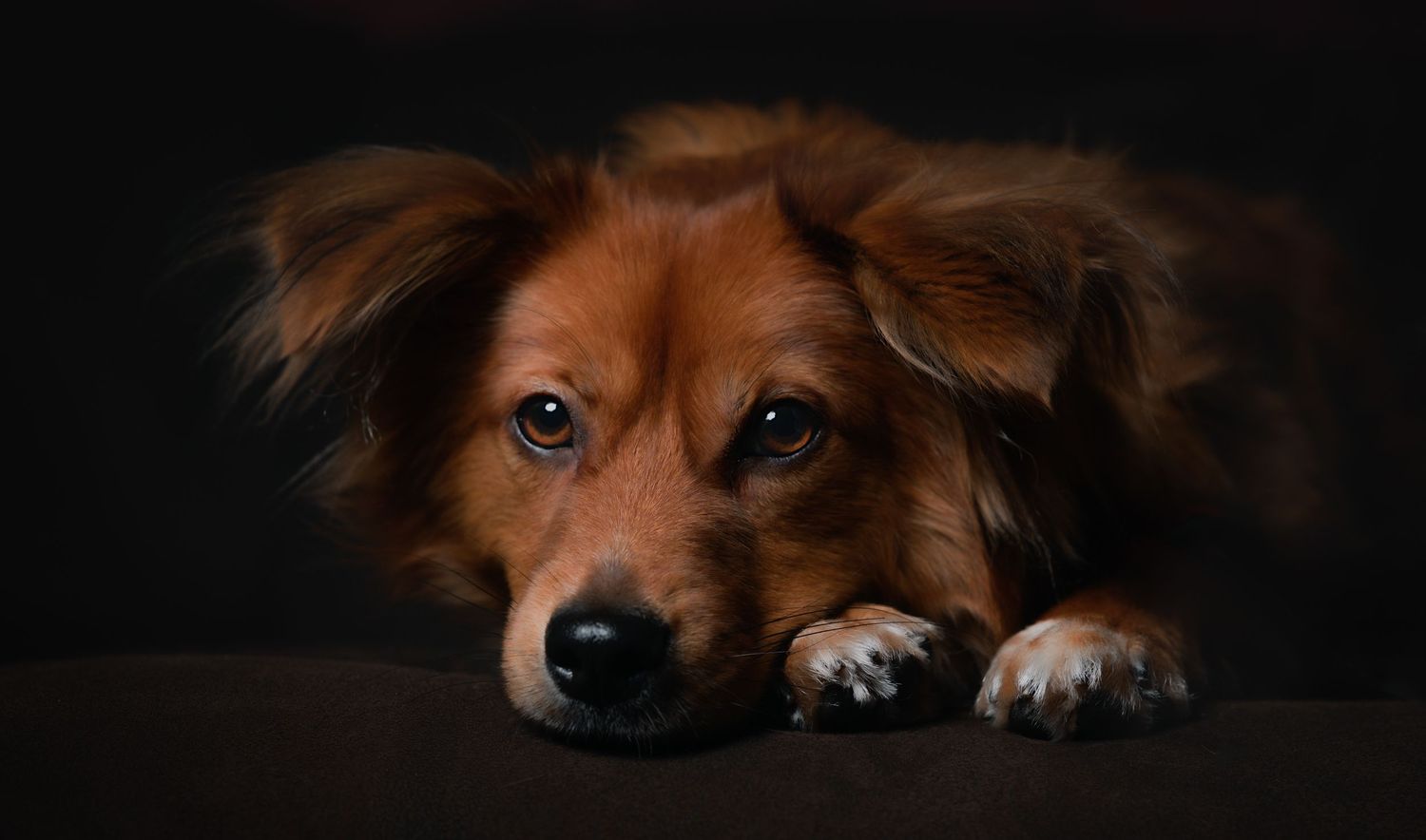 A golden-brown dog rests its chin on a surface, gazing soulfully into the camera against dark background.