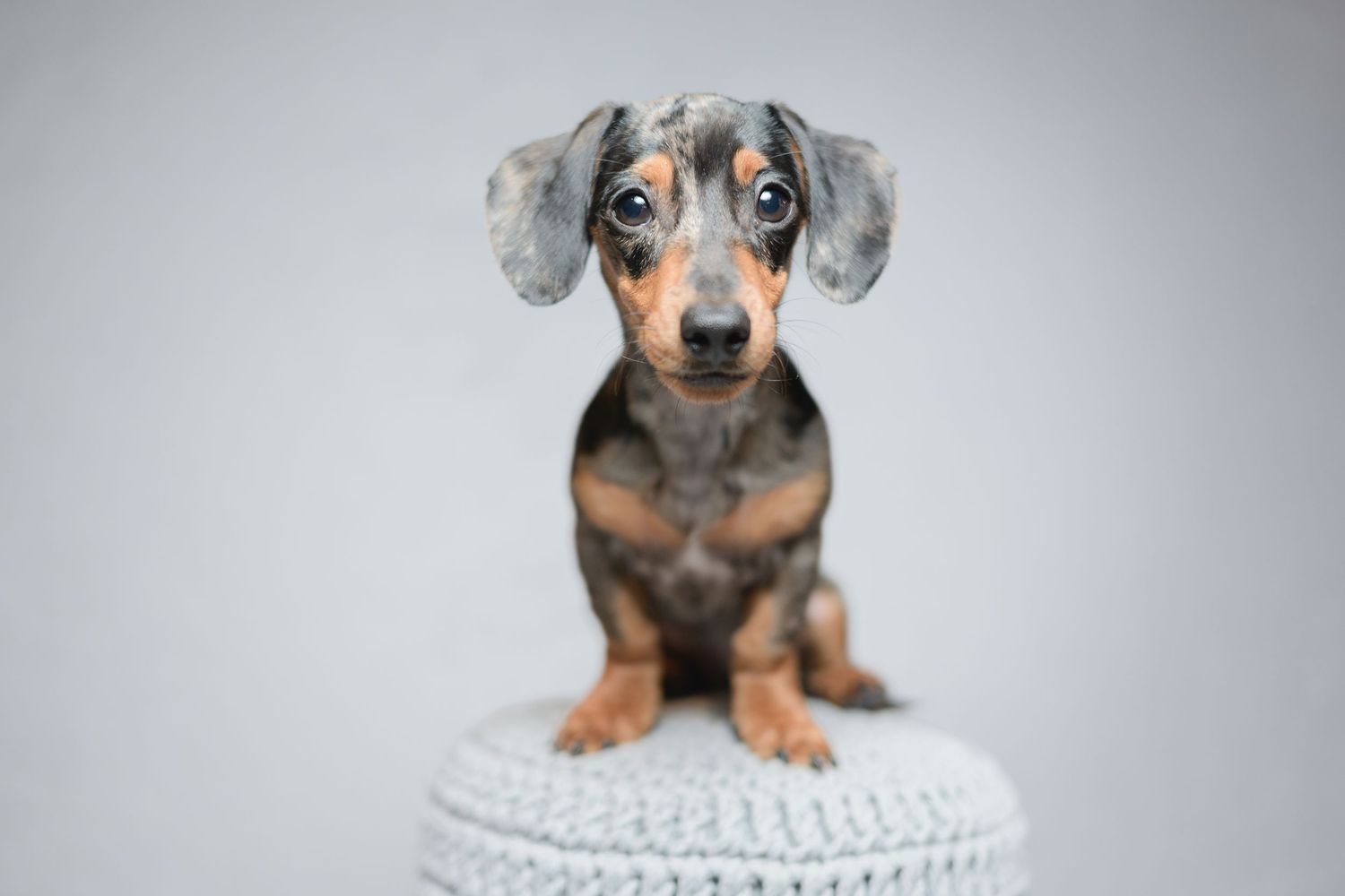 Cute dachshund puppy sitting on a gray knitted pouf, looking up with big expressive eyes.