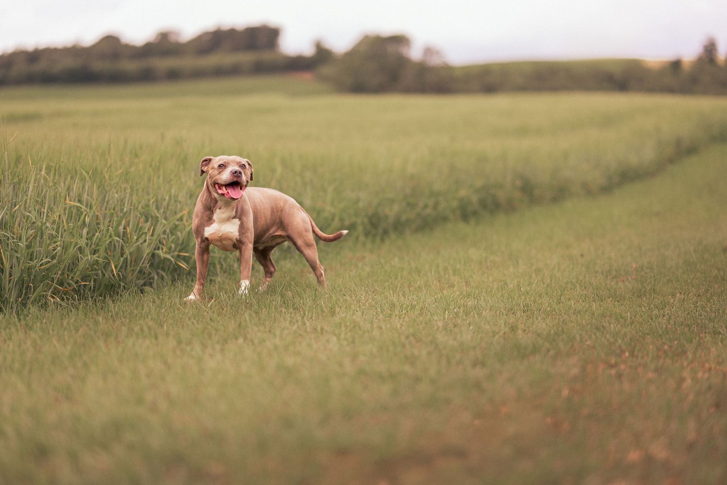 A tan Pit Bull Terrier stands alert with mouth open in a lush green field.