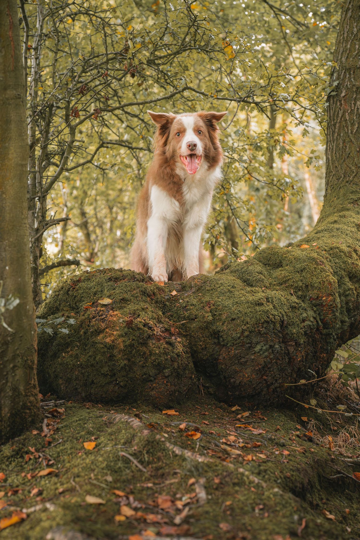 A brown and white Border Collie stands proudly on moss-covered rocks in an autumn woodland forest.