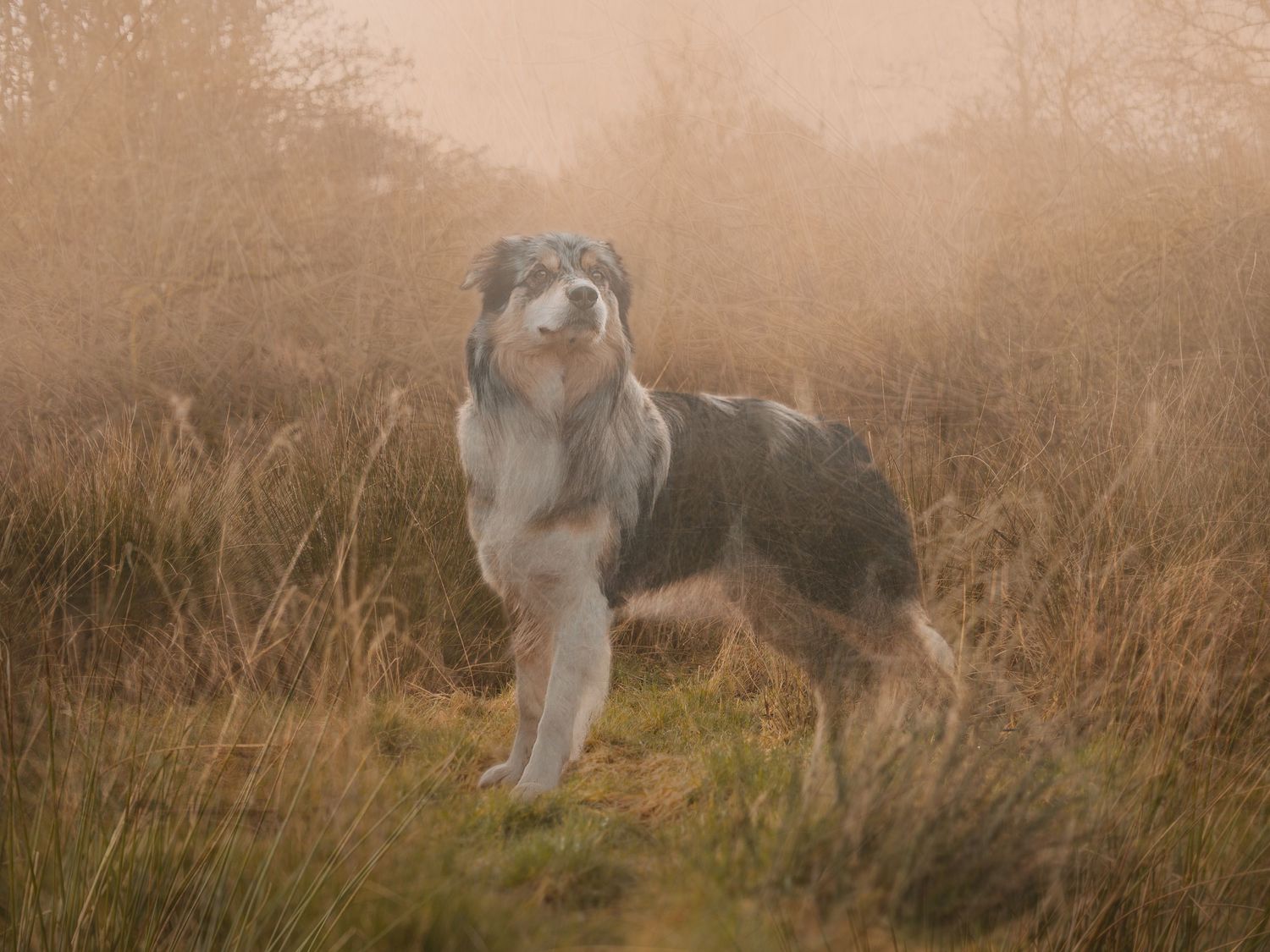 A blue merle Australian Shepherd stands proudly in misty golden moorland grass on a foggy day.