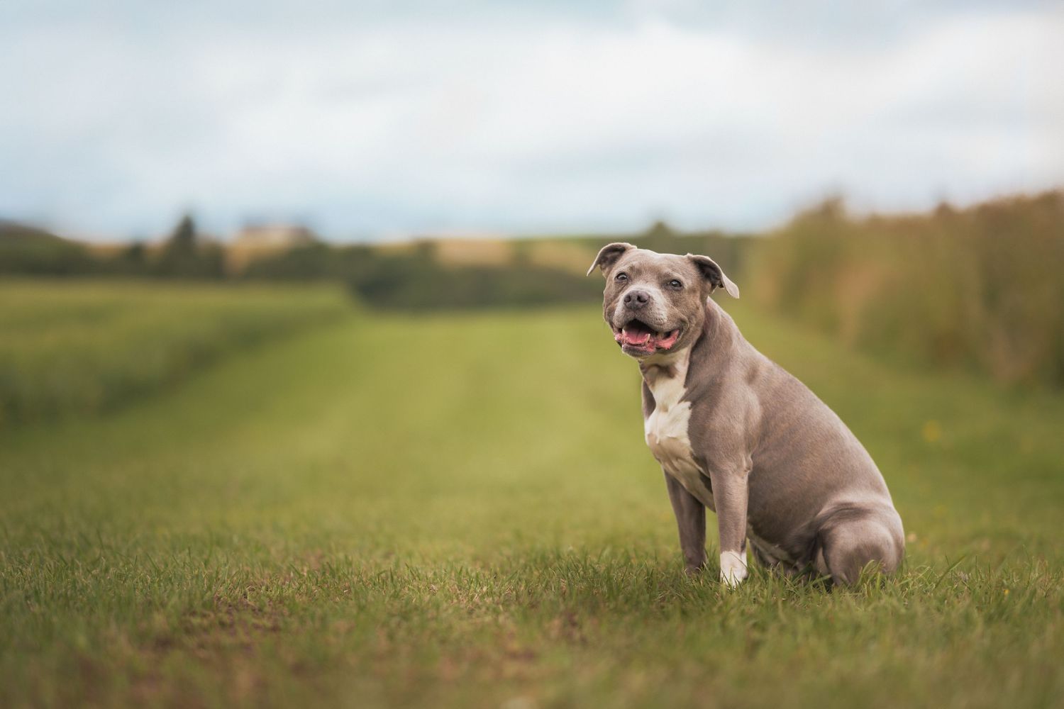 A blue-grey Staffordshire Bull Terrier sits on a green grass path under a cloudy sky.