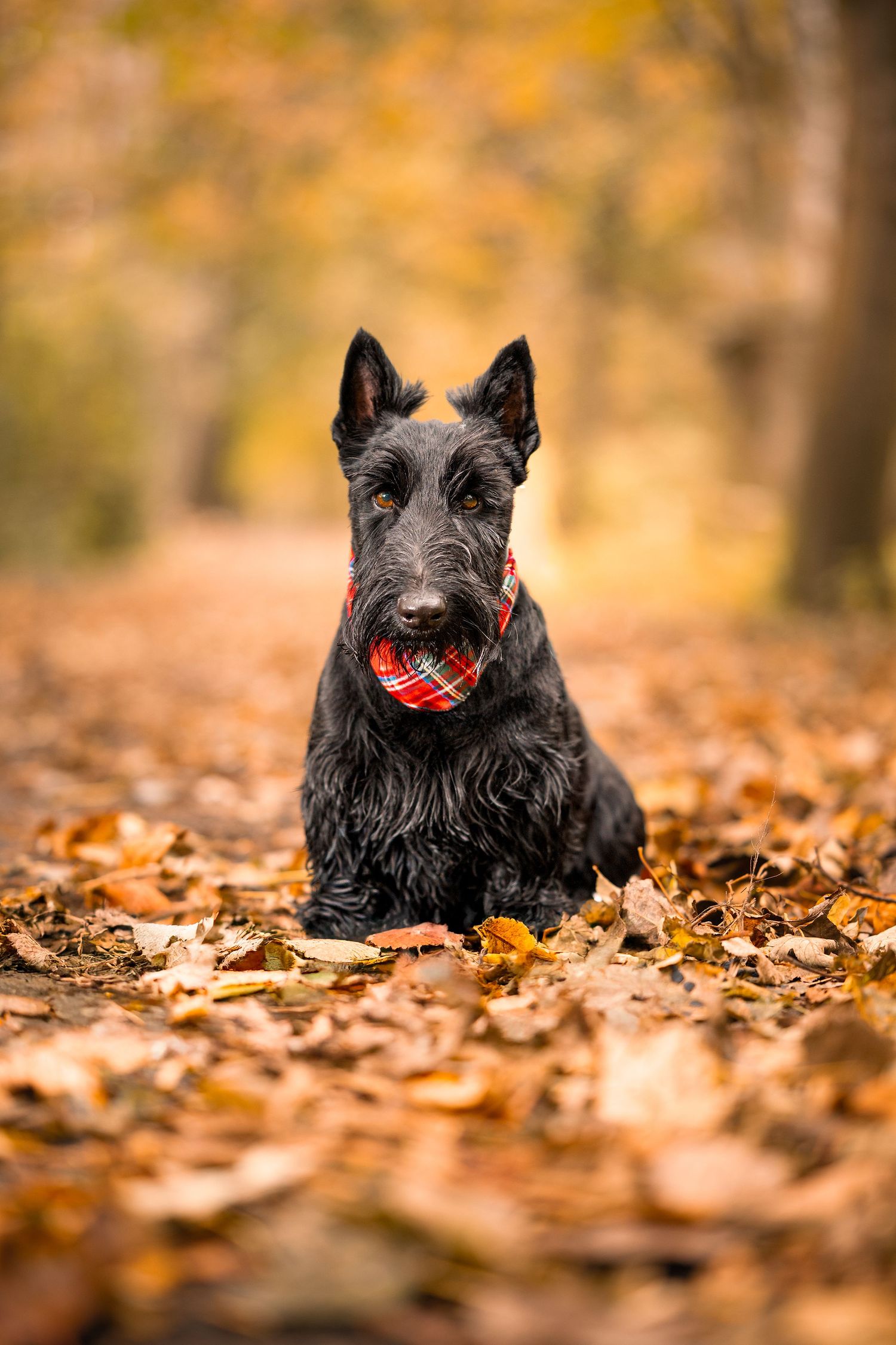 A black Scottish Terrier with a red plaid bandana lies on a golden autumn leaf-covered forest path.